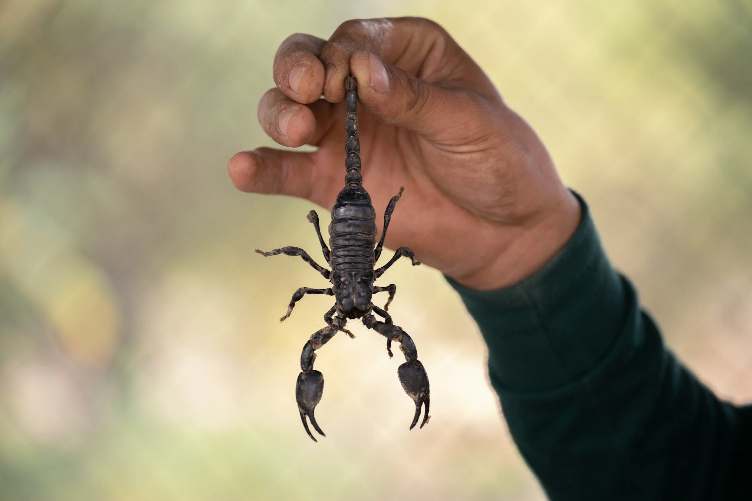 Goodyear Scorpion Control