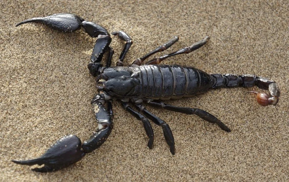 Scorpion control Goodyear Arizona