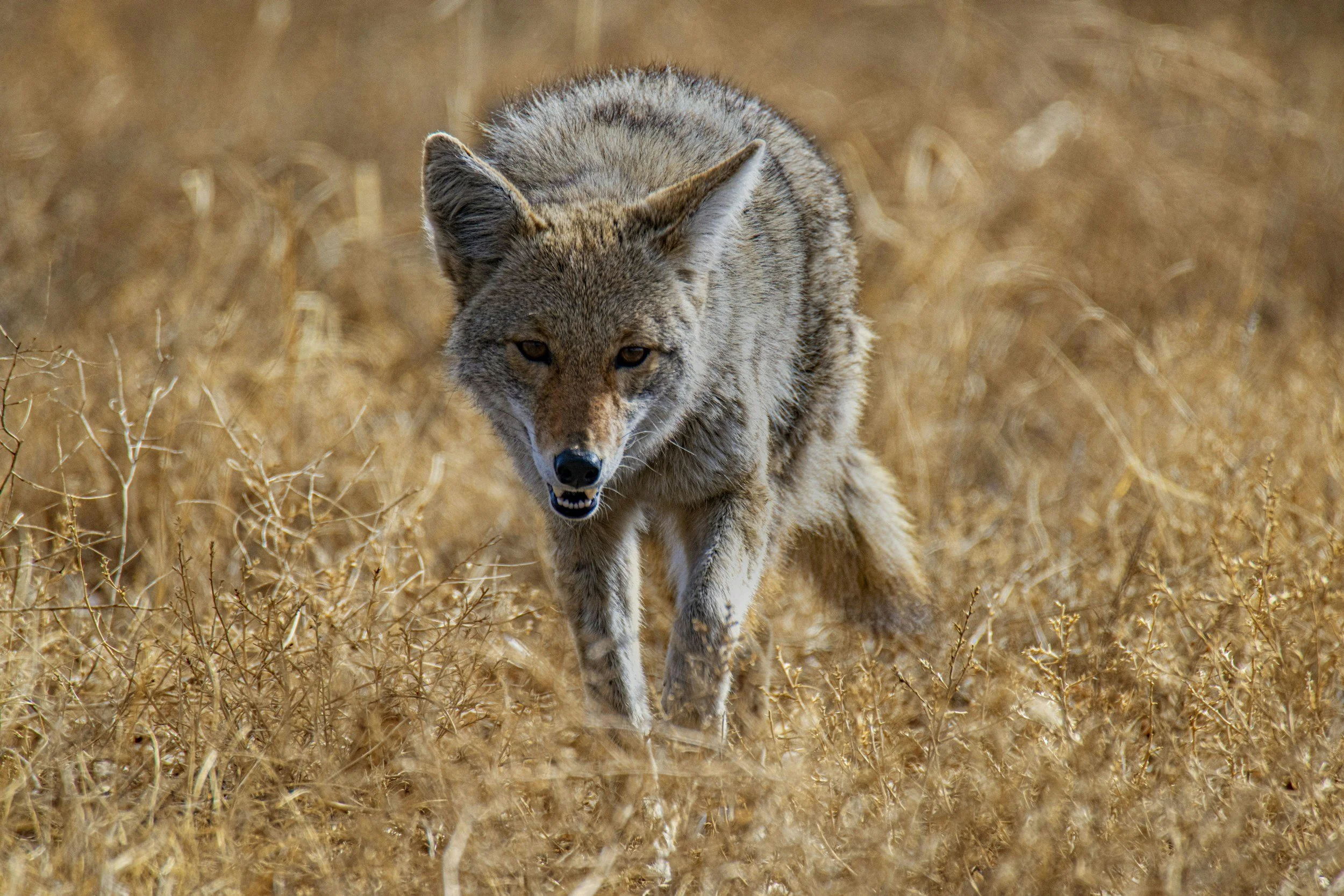 coyote control goodyear