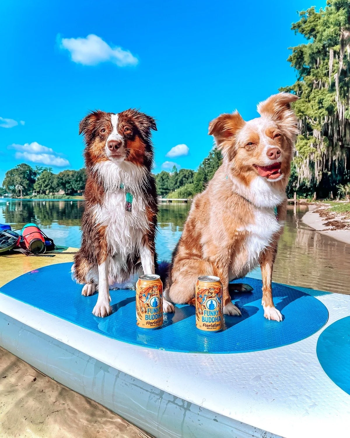 Influencer Campaigns