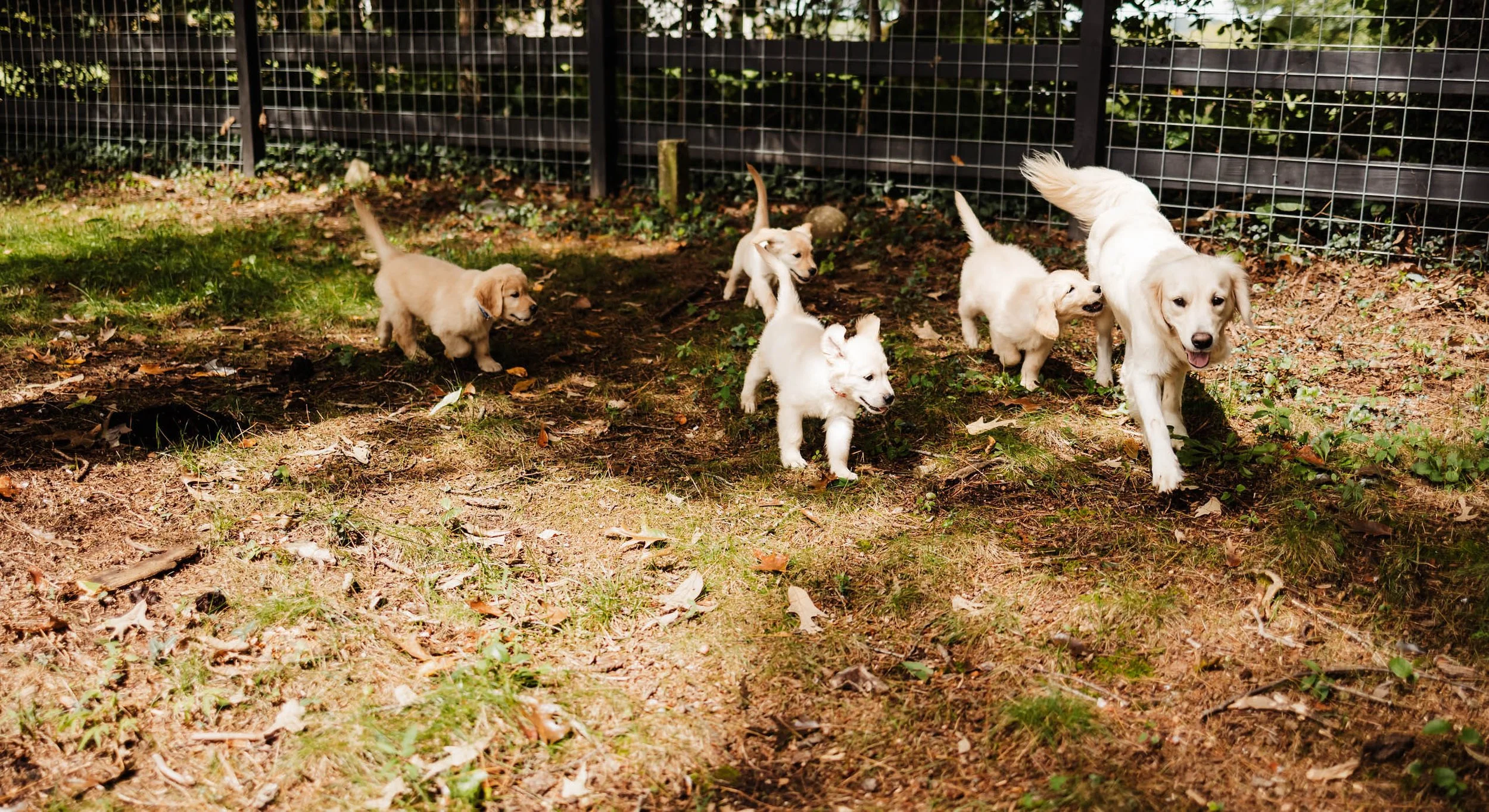 Six golden retriever puppies playing and exploring outside in a fenced yard with grass, dirt, and fallen leaves.