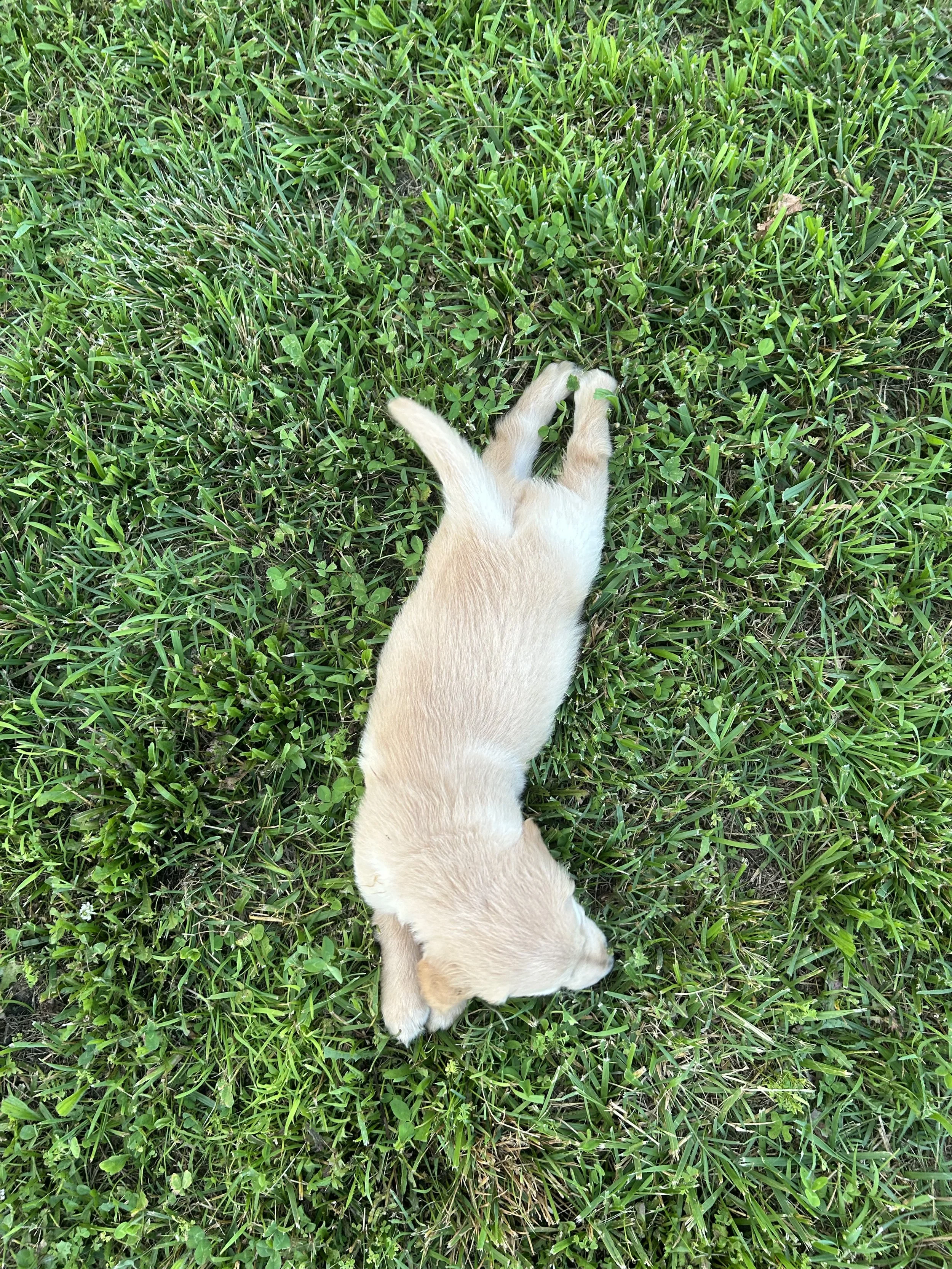 A light-colored puppy lying on green grass, facing downward.