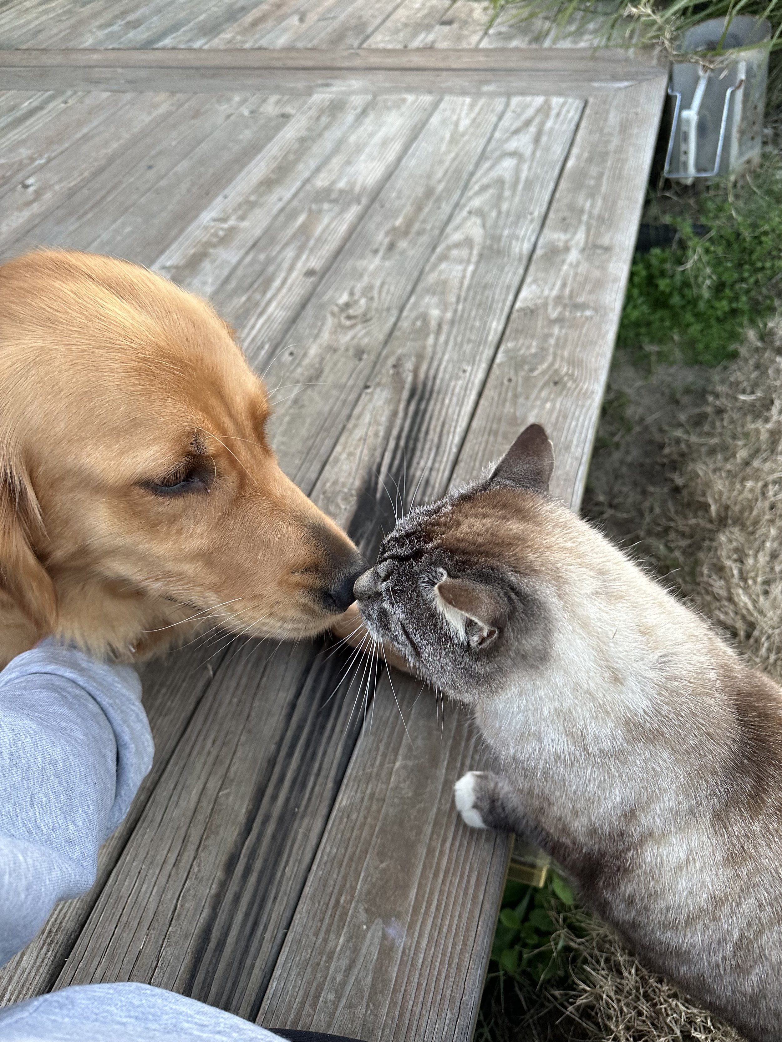 A dog and a cat touch noses on a wooden deck, with greenery and a metal object in the background.