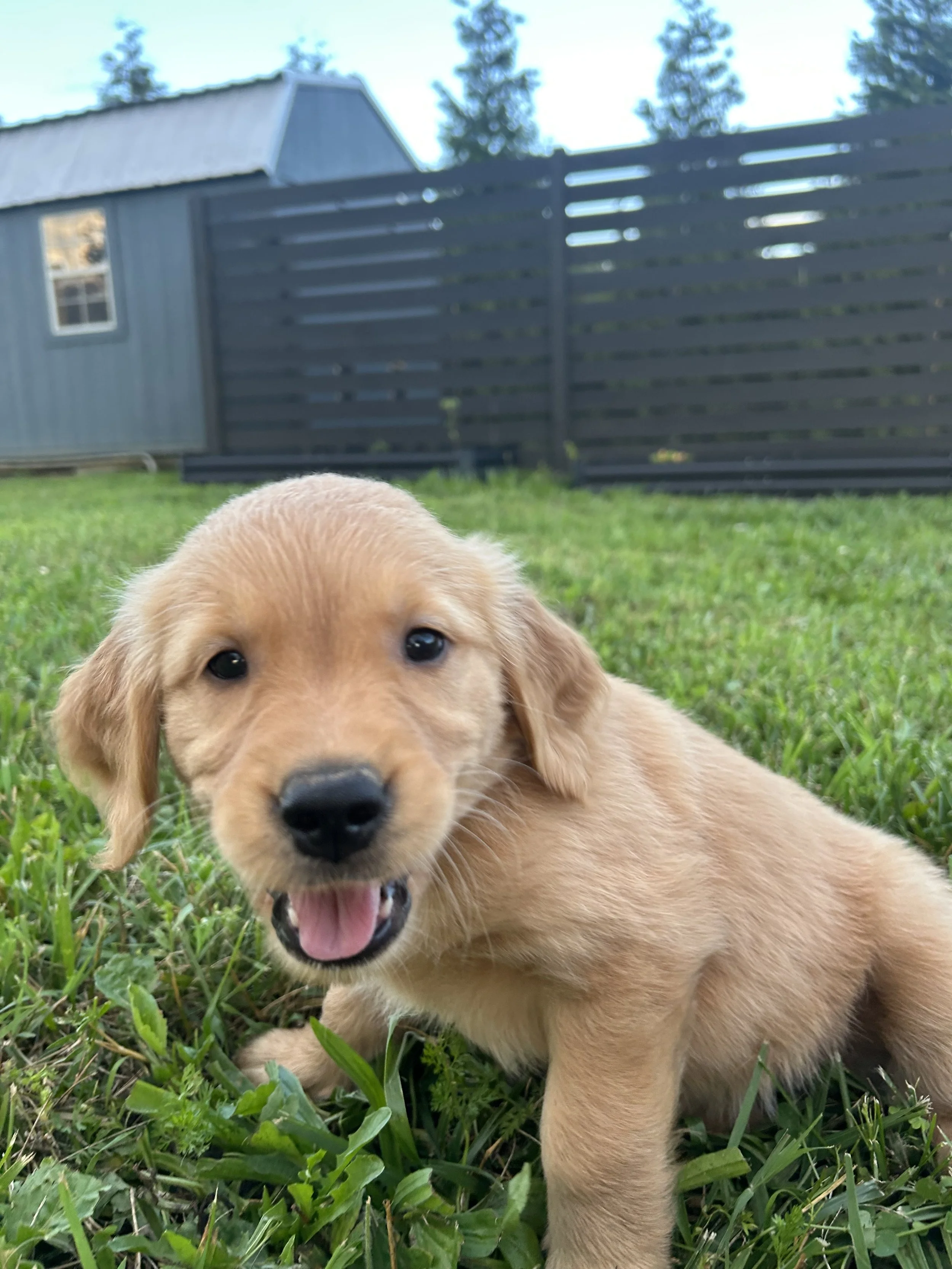 A adorable golden retriever puppy sitting on green grass with a small gray shed and a black wooden fence in the background.