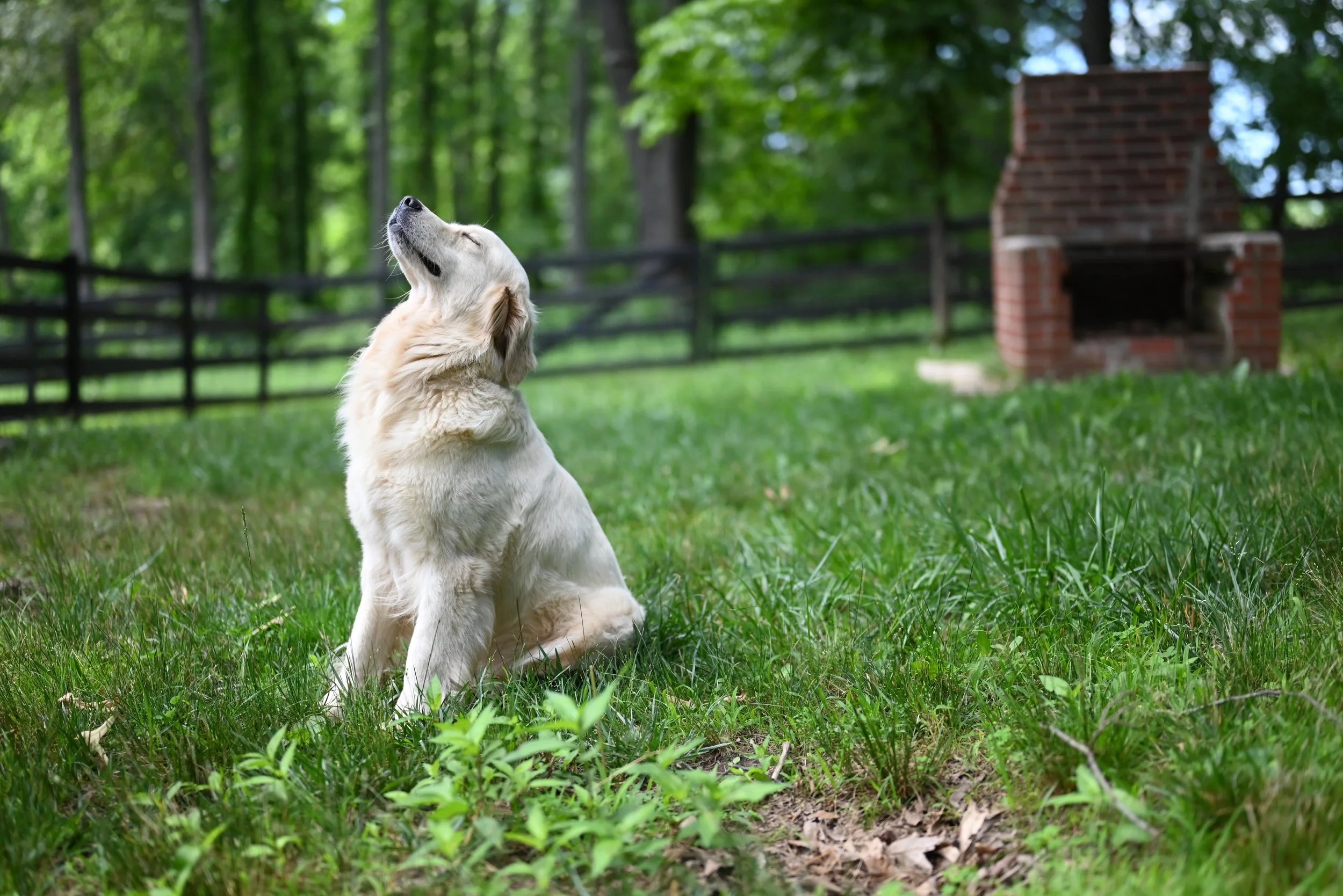 A golden retriever puppy sitting on green grass with its head tilted back, eyes closed, in a yard with a brick fireplace and trees in the background.