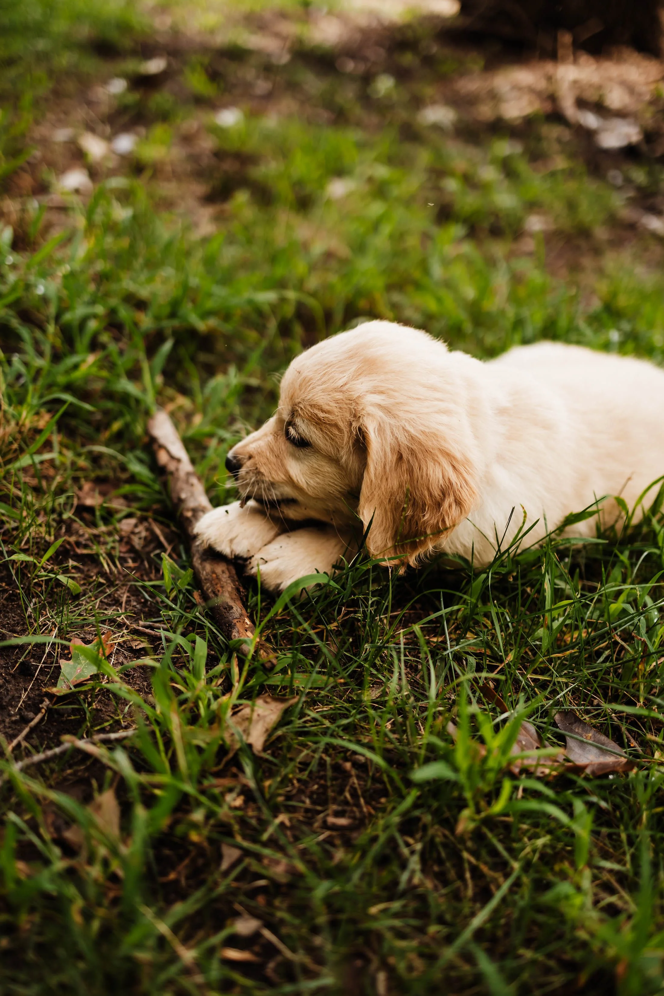 A cute puppy lying on grass and chewing on a stick outdoors.
