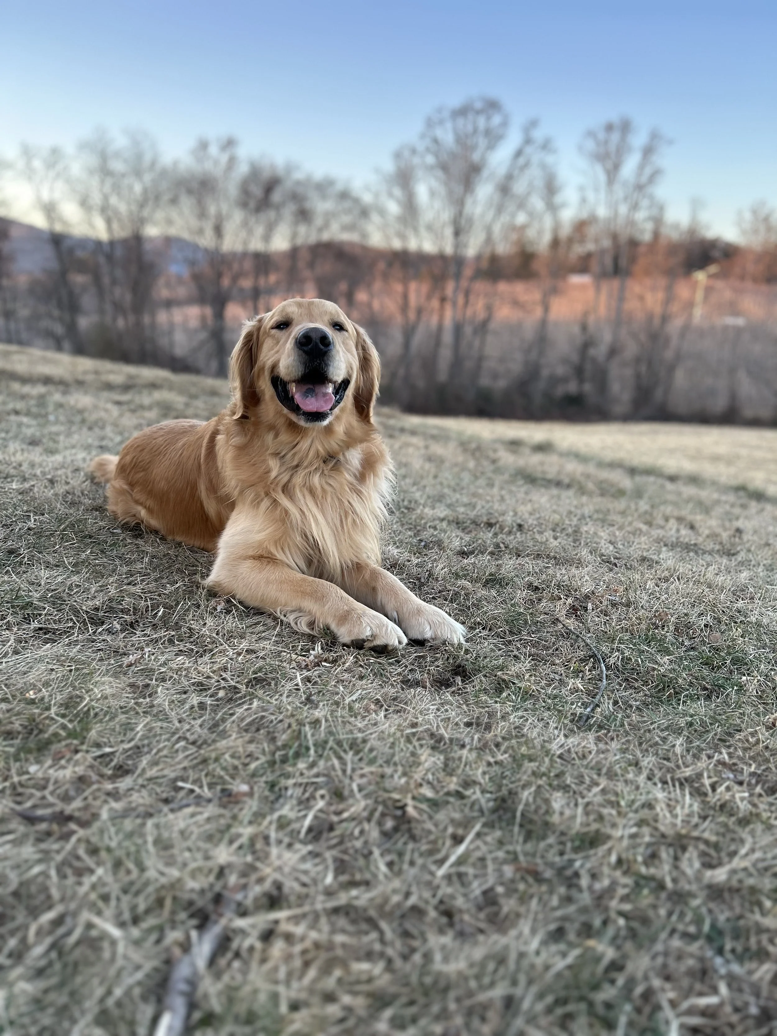 Golden retriever lying on grass with a sunset and trees in the background.