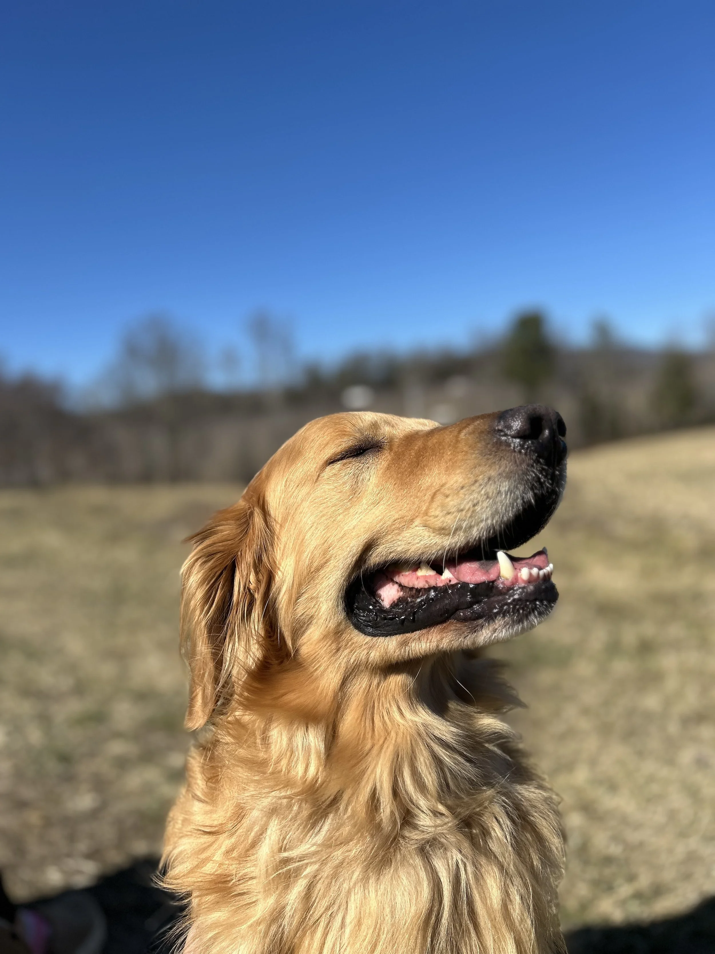 A happy golden retriever with eyes closed enjoying the outdoors under a clear blue sky.