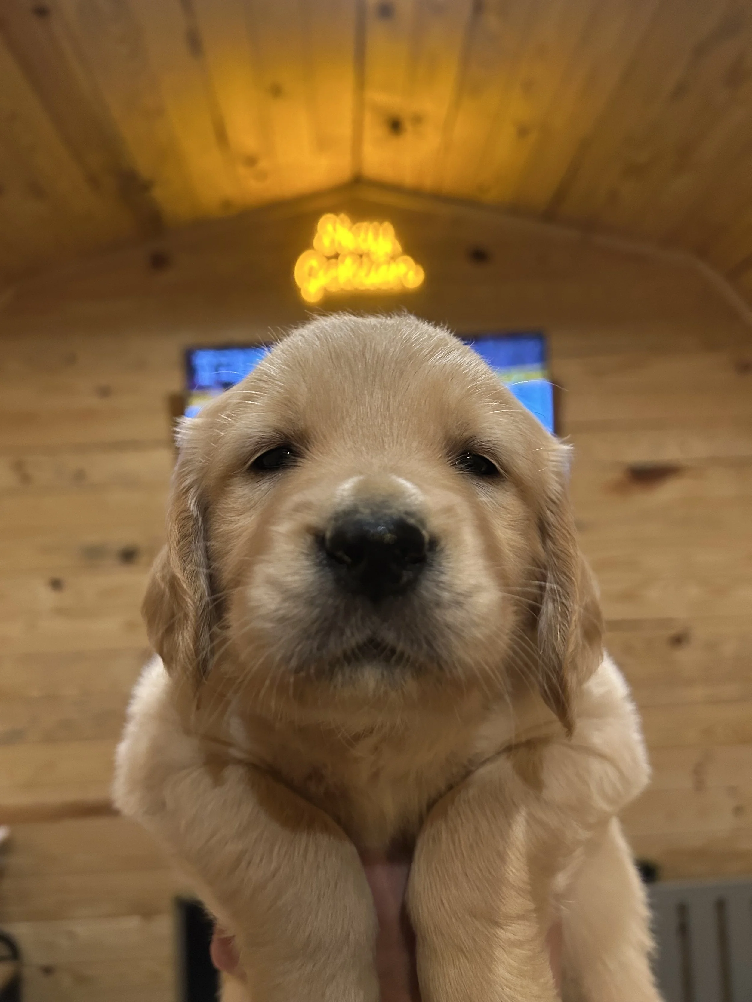 Close-up of a golden retriever puppy with a wooden interior background and a blurry neon sign in the distance.