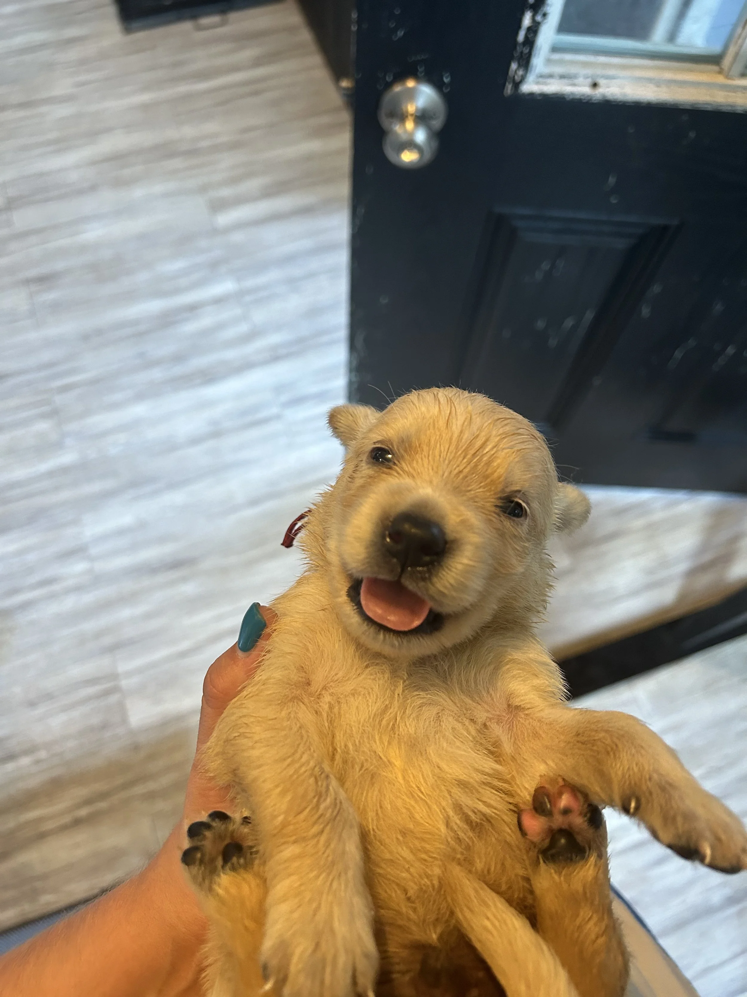 A person holding a small, wet, yellow puppy with a happy expression, near a black door and wooden floor.
