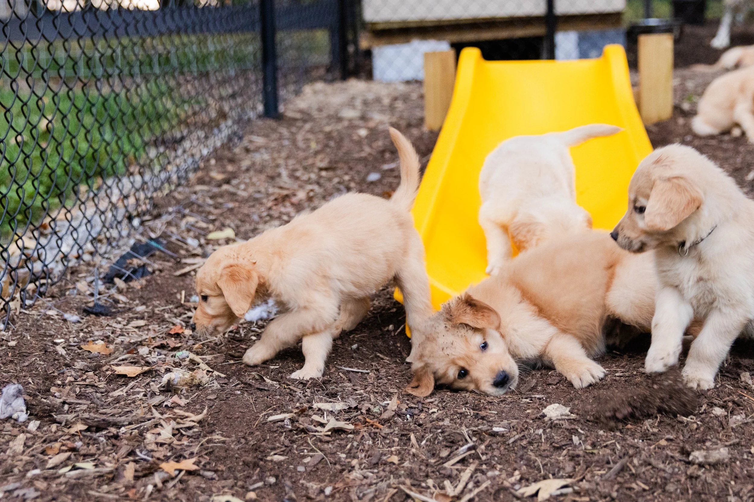 Four yellow Labrador Retriever puppies playing on dirt ground near a yellow slide in an outdoor fenced area.