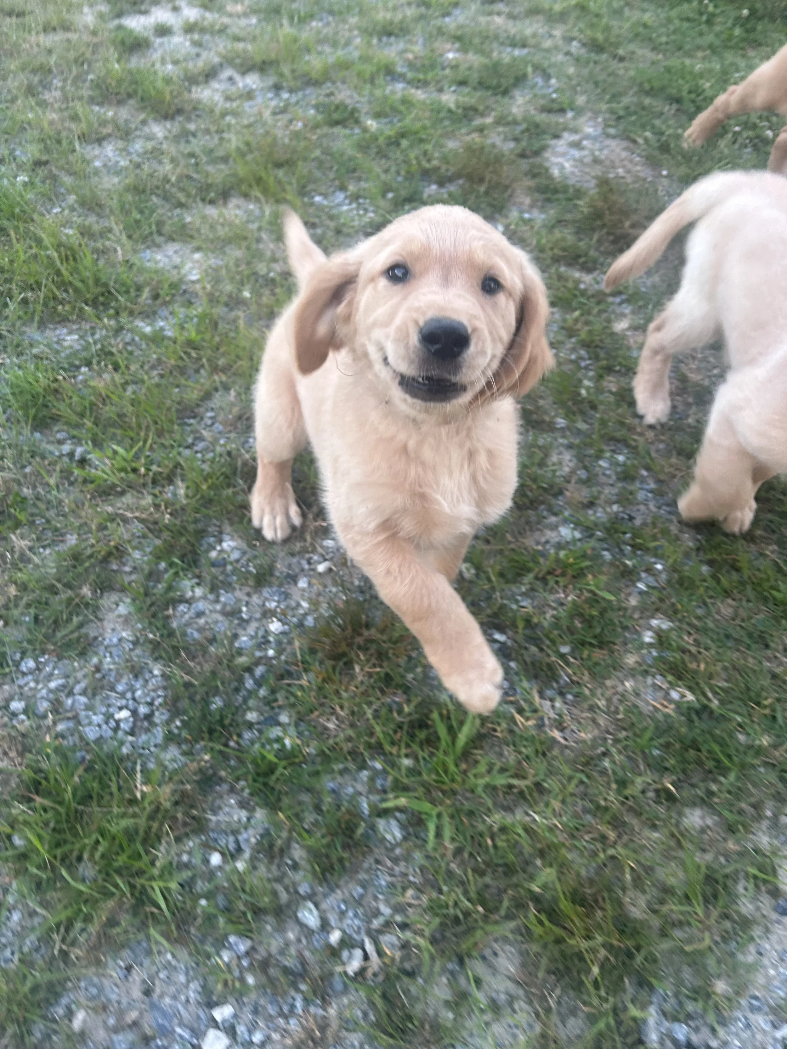 A playful Golden Retriever puppy running on grass and gravel, looking at the camera with a happy expression.