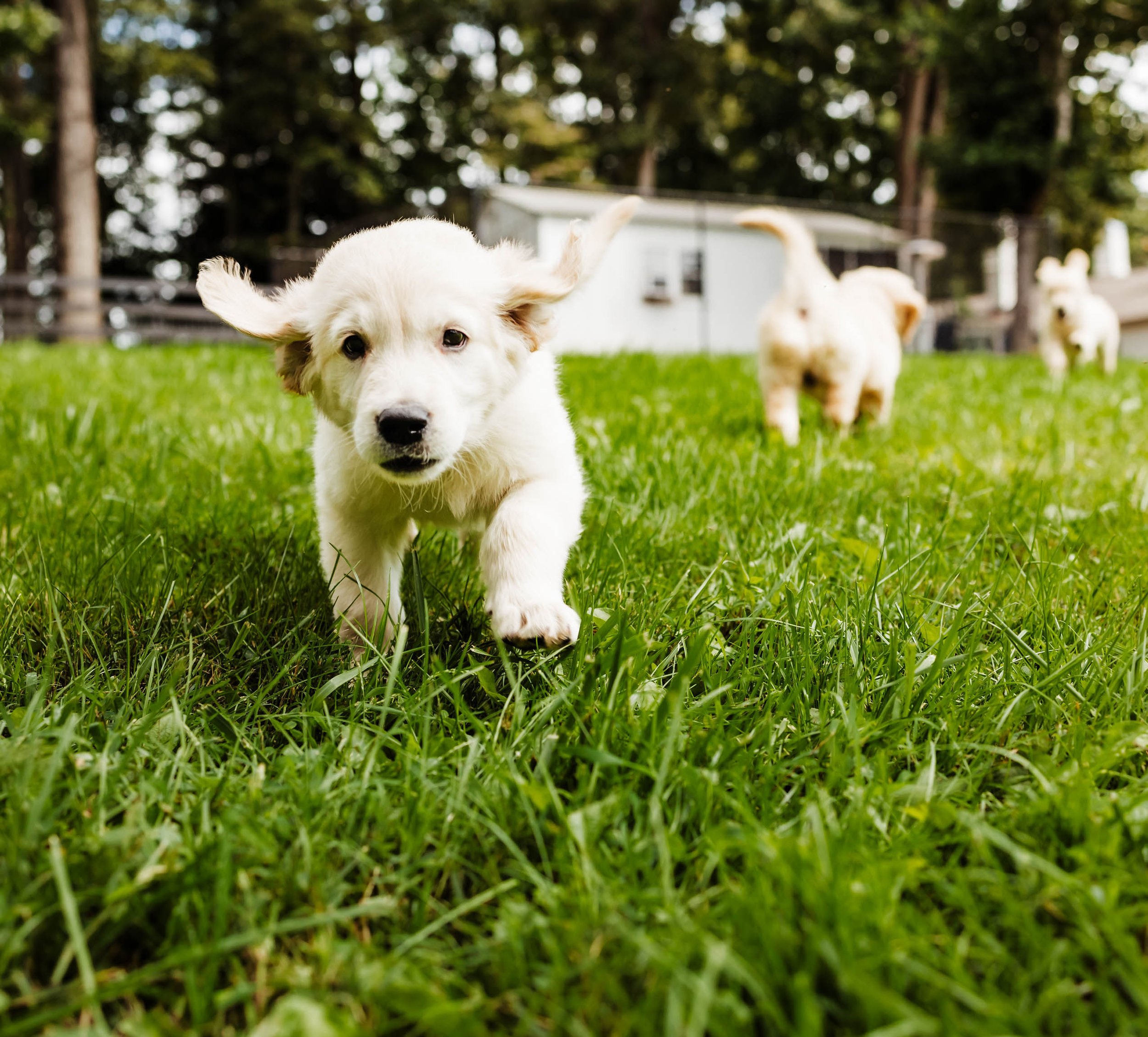A puppy running on green grass with other puppies in the background.