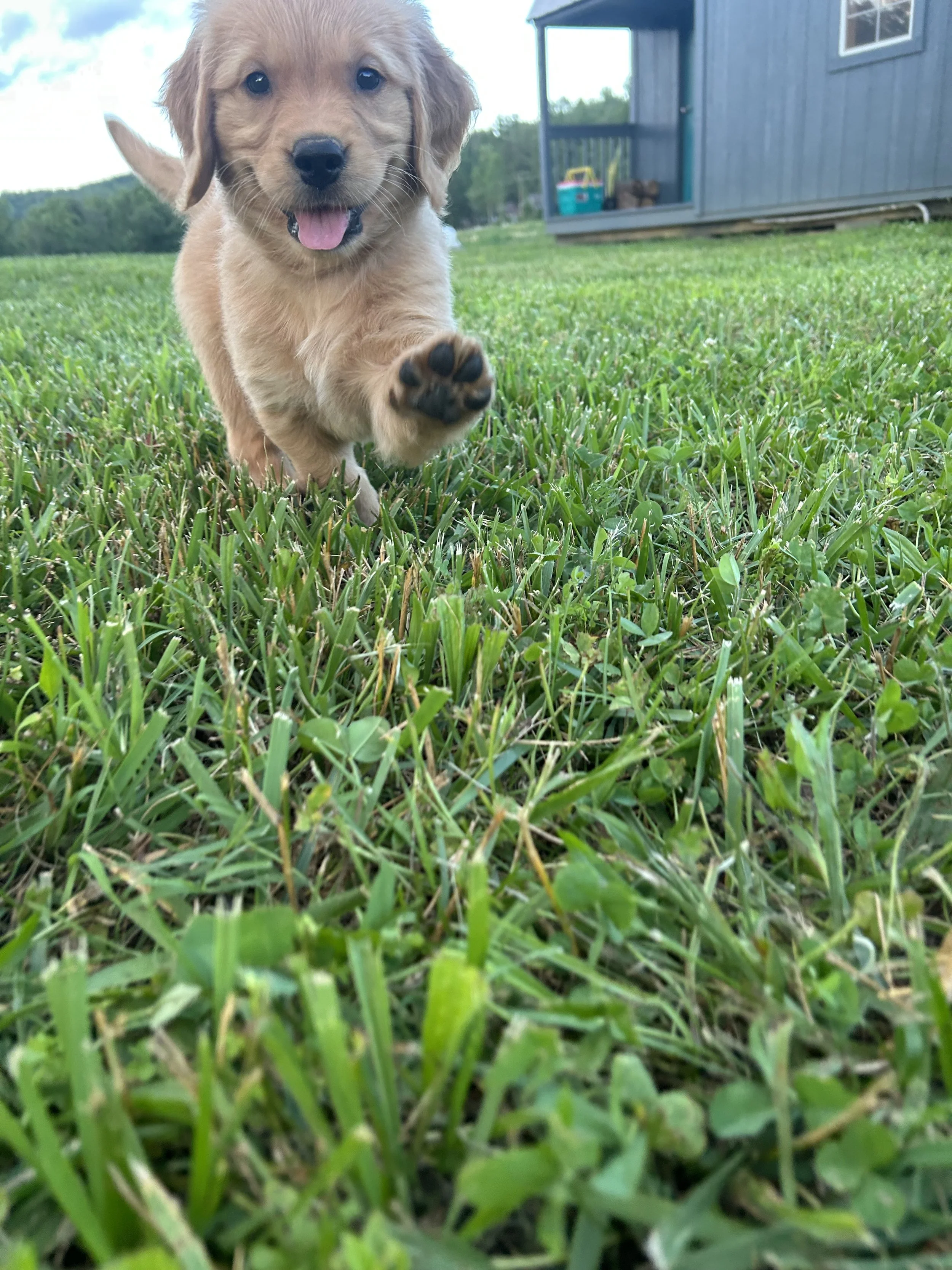 A playful puppy running through green grass with a house and trees in the background.