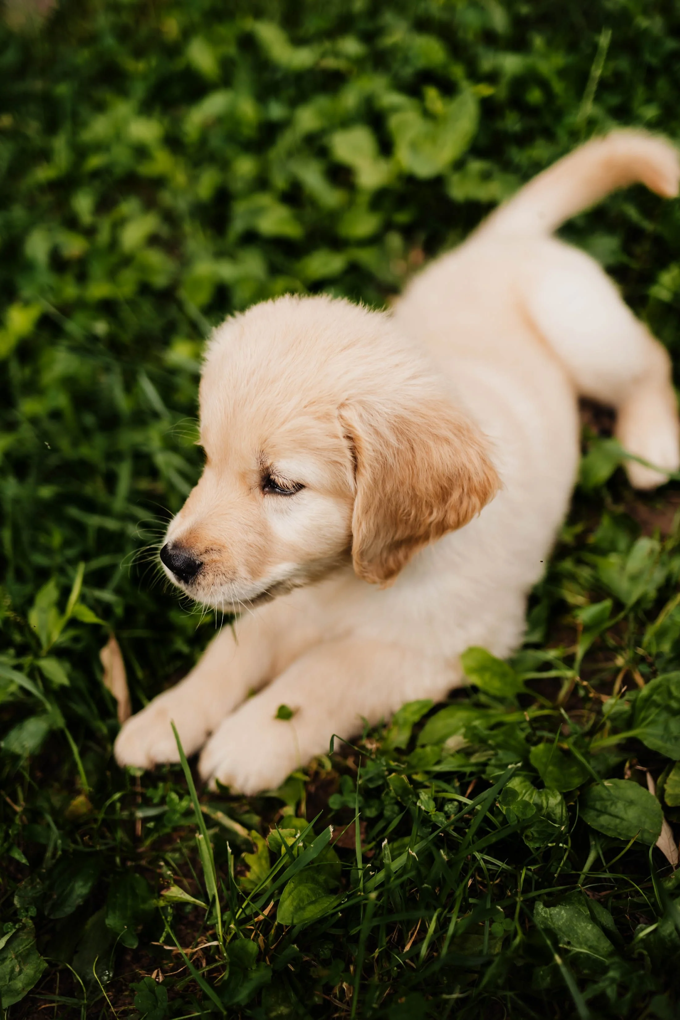 A yellow Labrador puppy lying on green grass, looking to the side with closed eyes.