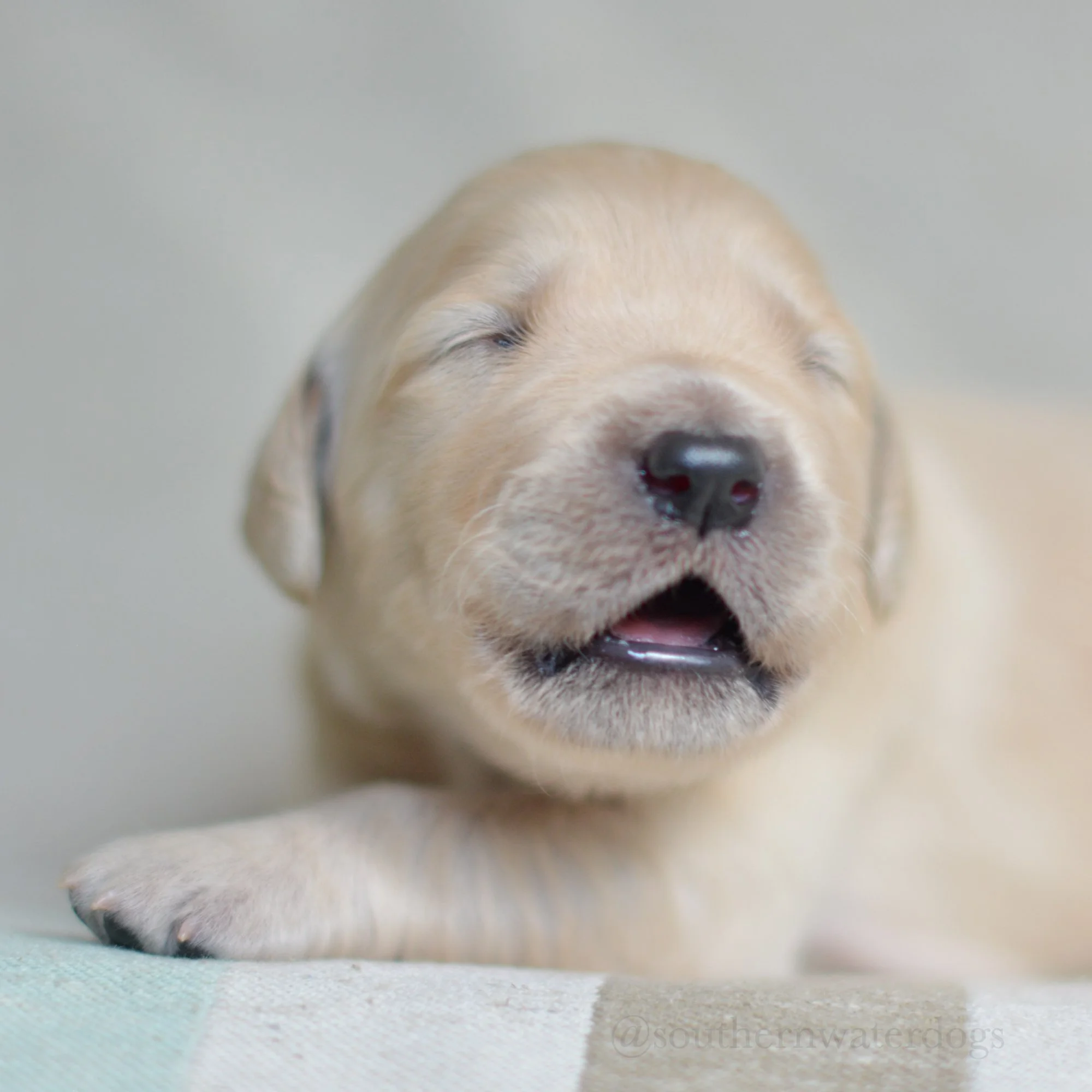 Close-up of a yellow Labrador puppy with closed eyes and slightly open mouth, resting on a soft surface.