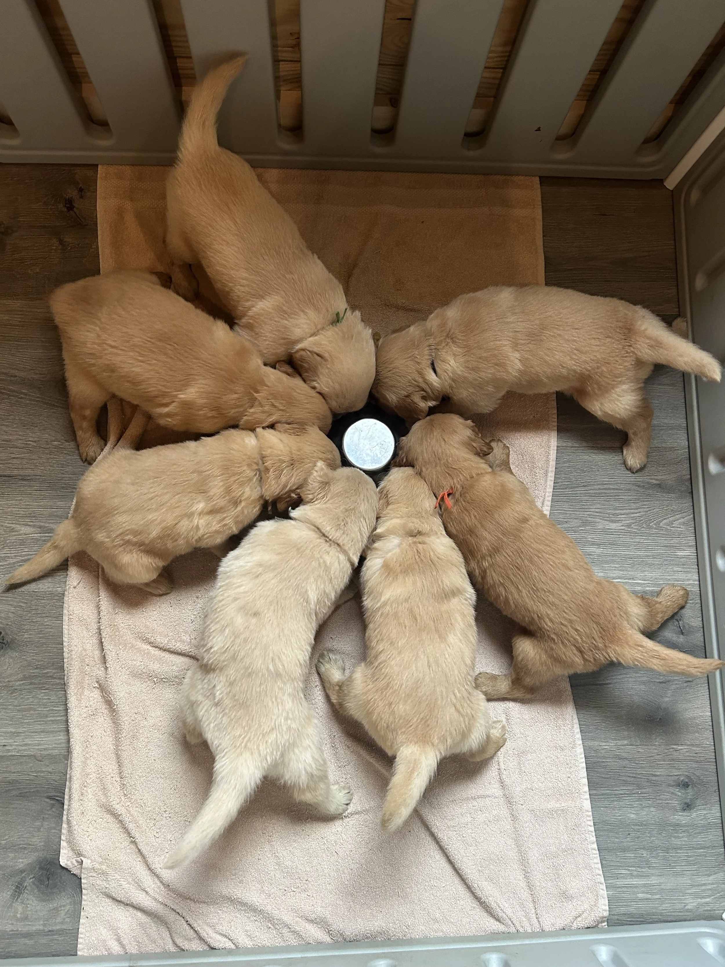 Eight yellow Labrador Retriever puppies gathered around a stainless steel bowl on a pink towel inside a playpen, eating or drinking