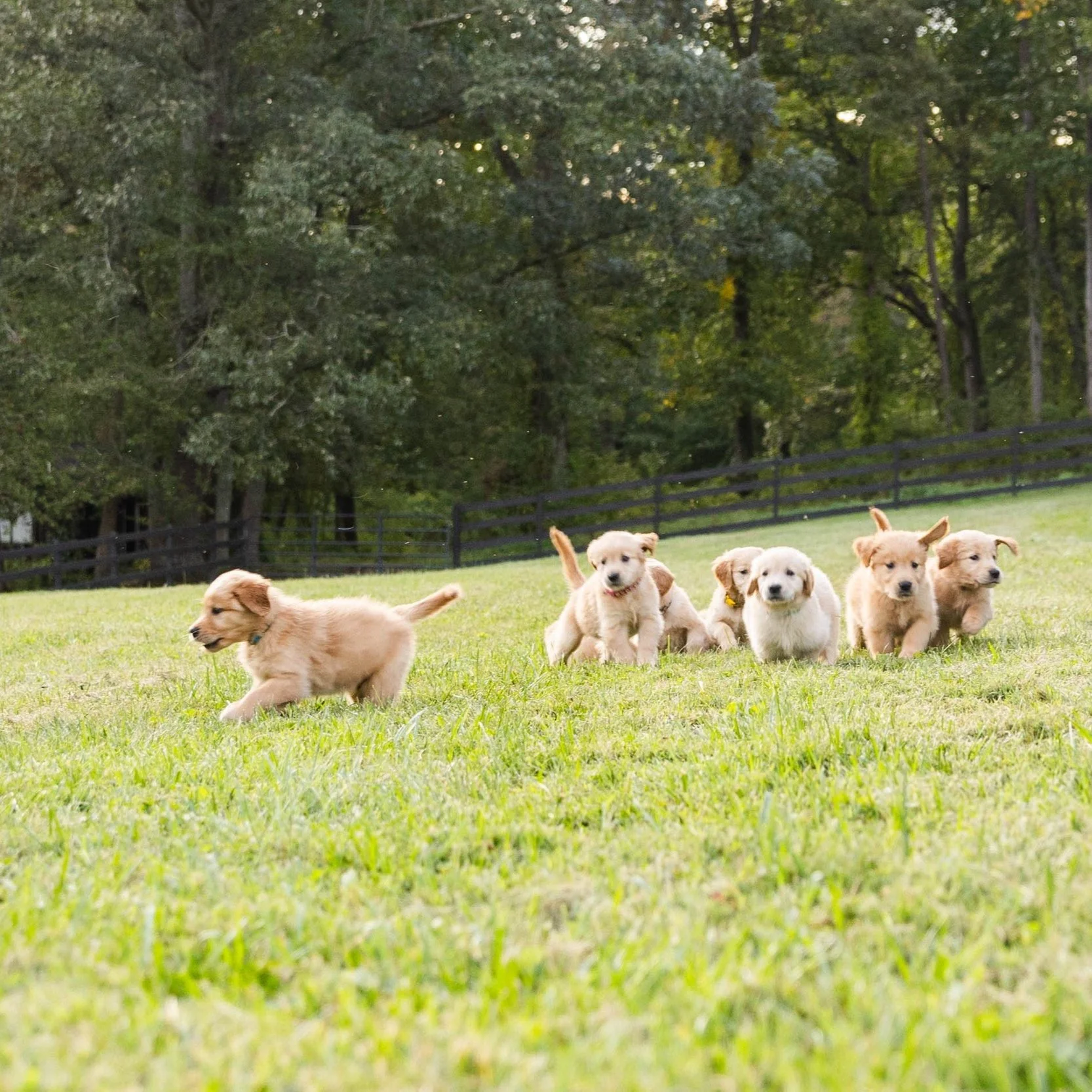 Group of six puppies playing on a grassy field with trees in the background.