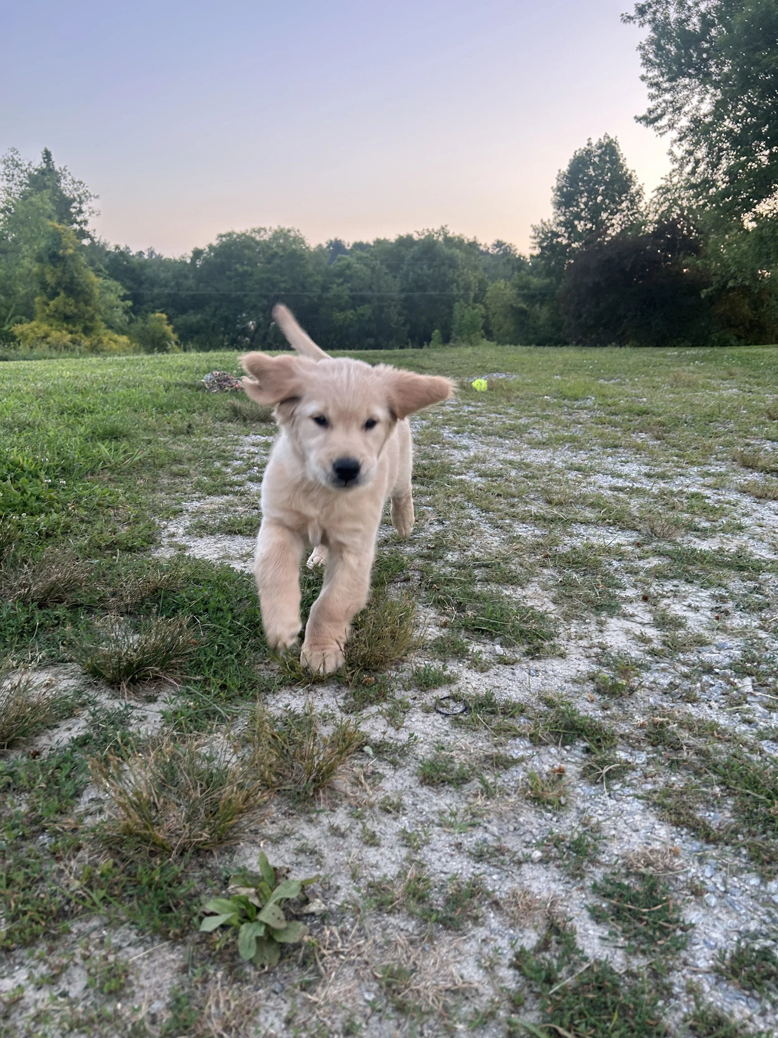 A playful golden retriever puppy running on a grassy and gravelly outdoor area during sunset.