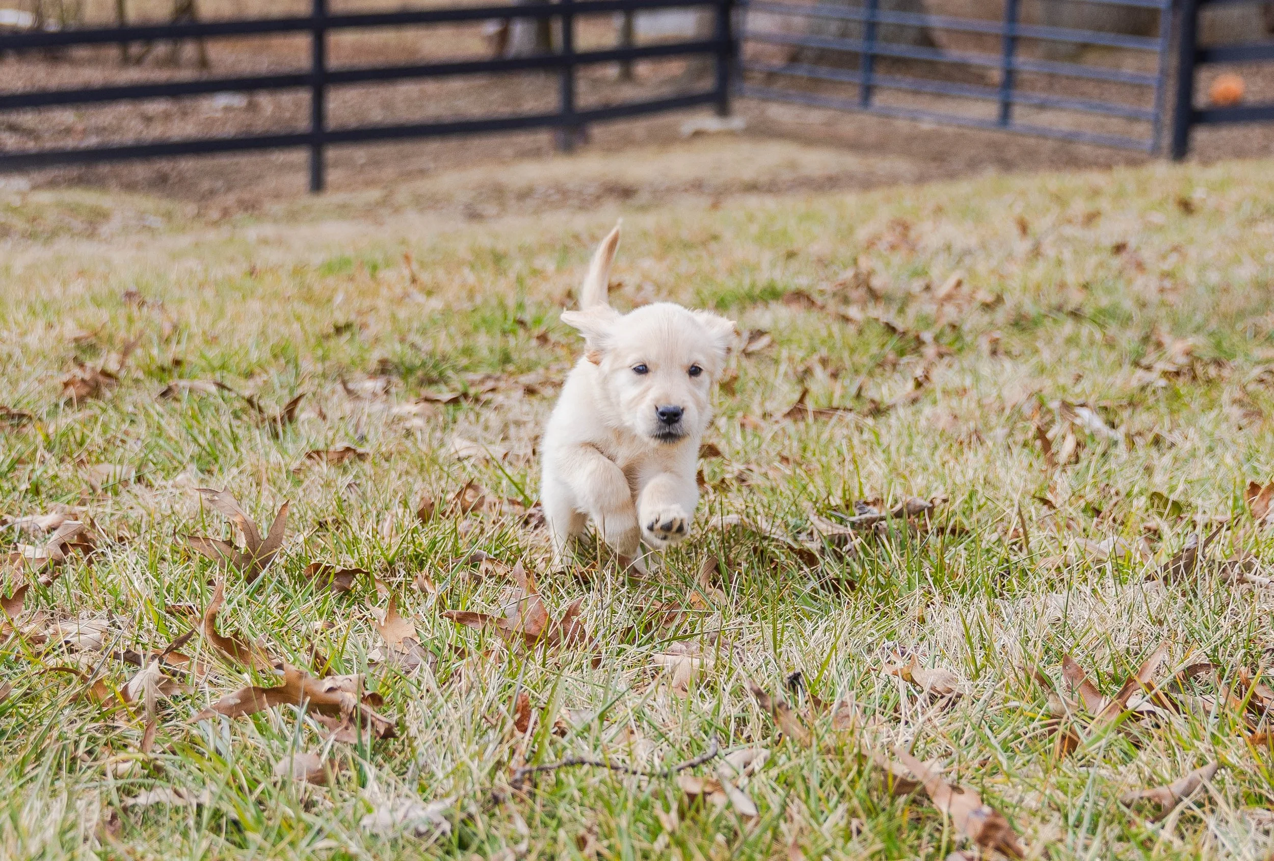 A small, cream-colored puppy running towards the camera across a grassy field with fallen leaves, with a black metal fence in the background.
