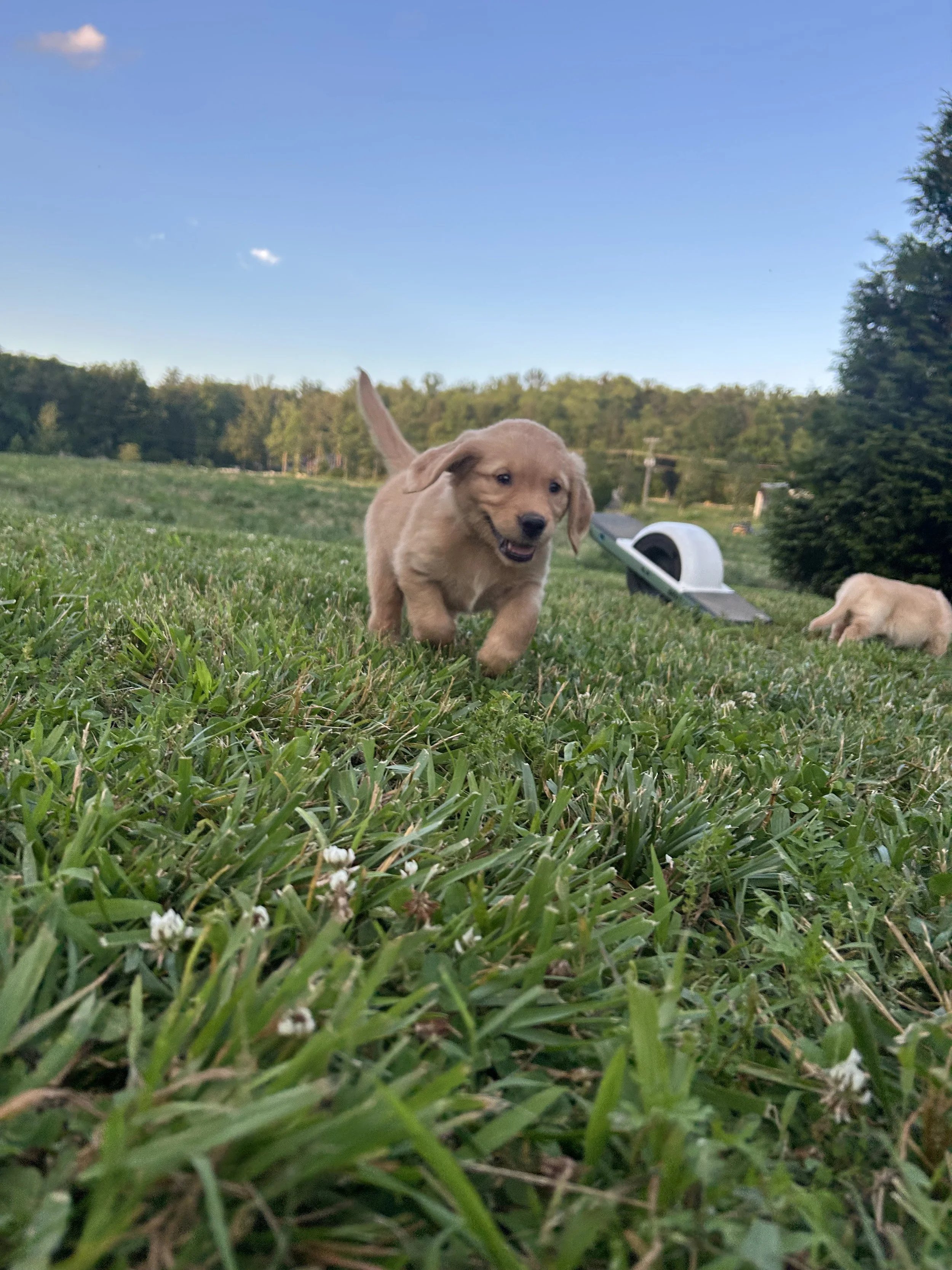 A playful brown puppy running through grass in a yard with a clear blue sky and trees in the background.