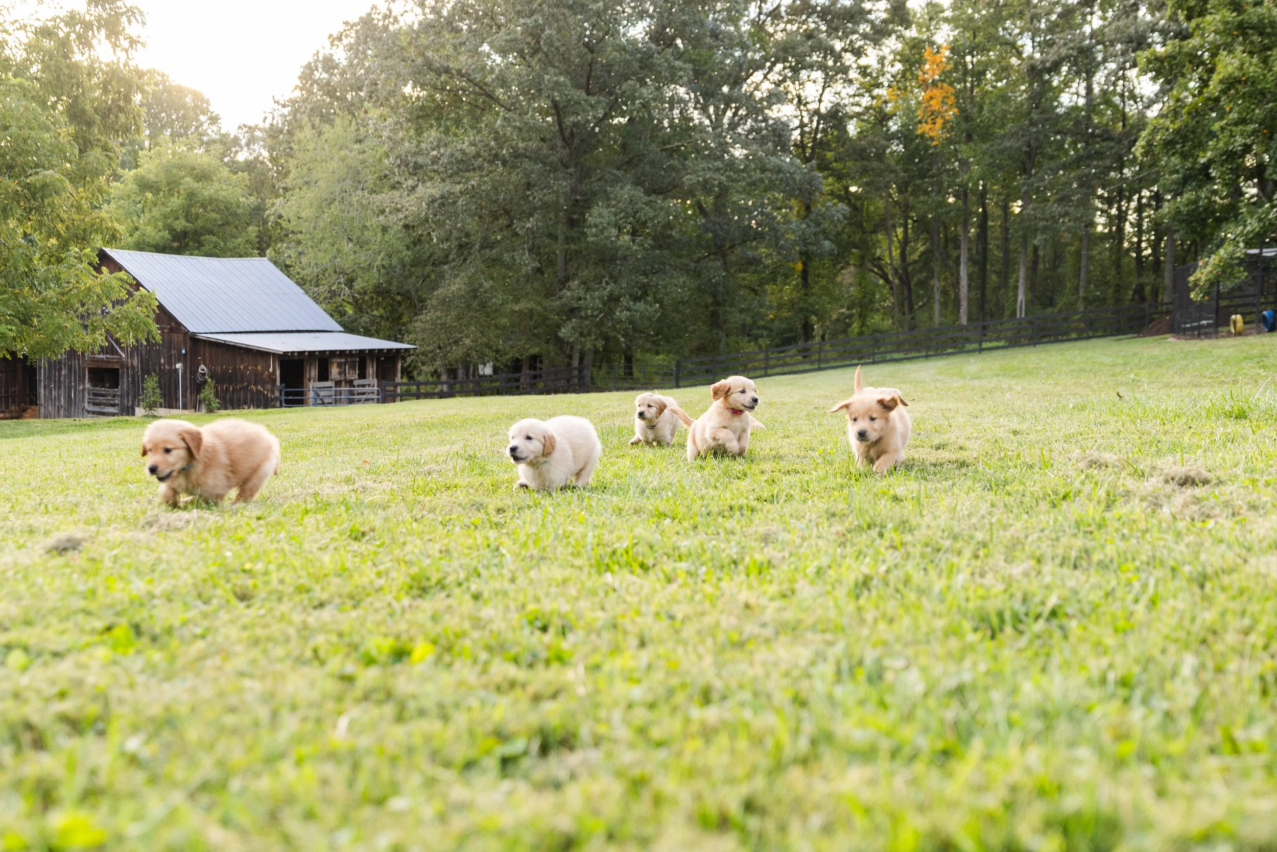 Five puppies playing on a grassy field near a rustic barn with trees in the background.