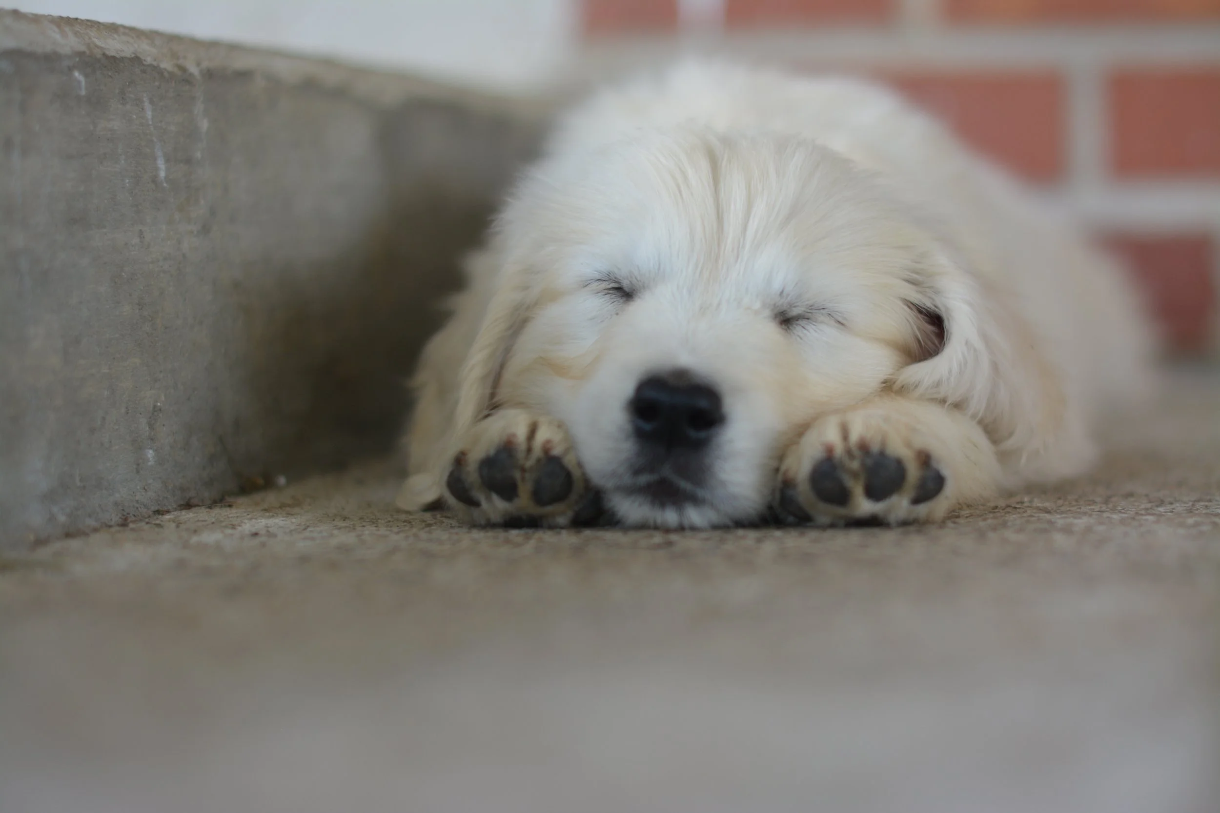 A sleeping puppies lying on a concrete floor near a brick wall