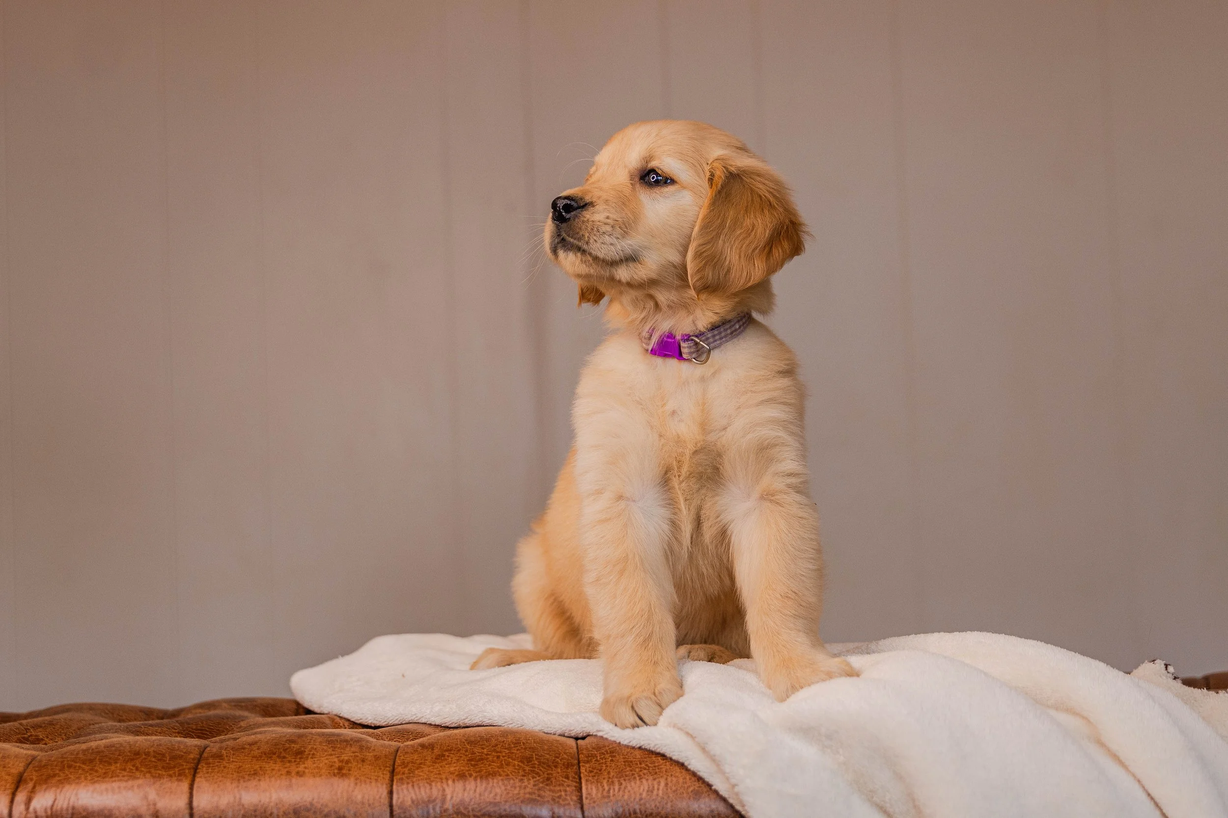 Golden retriever puppy sitting on a white blanket on a brown leather surface, facing right, with a neutral background.