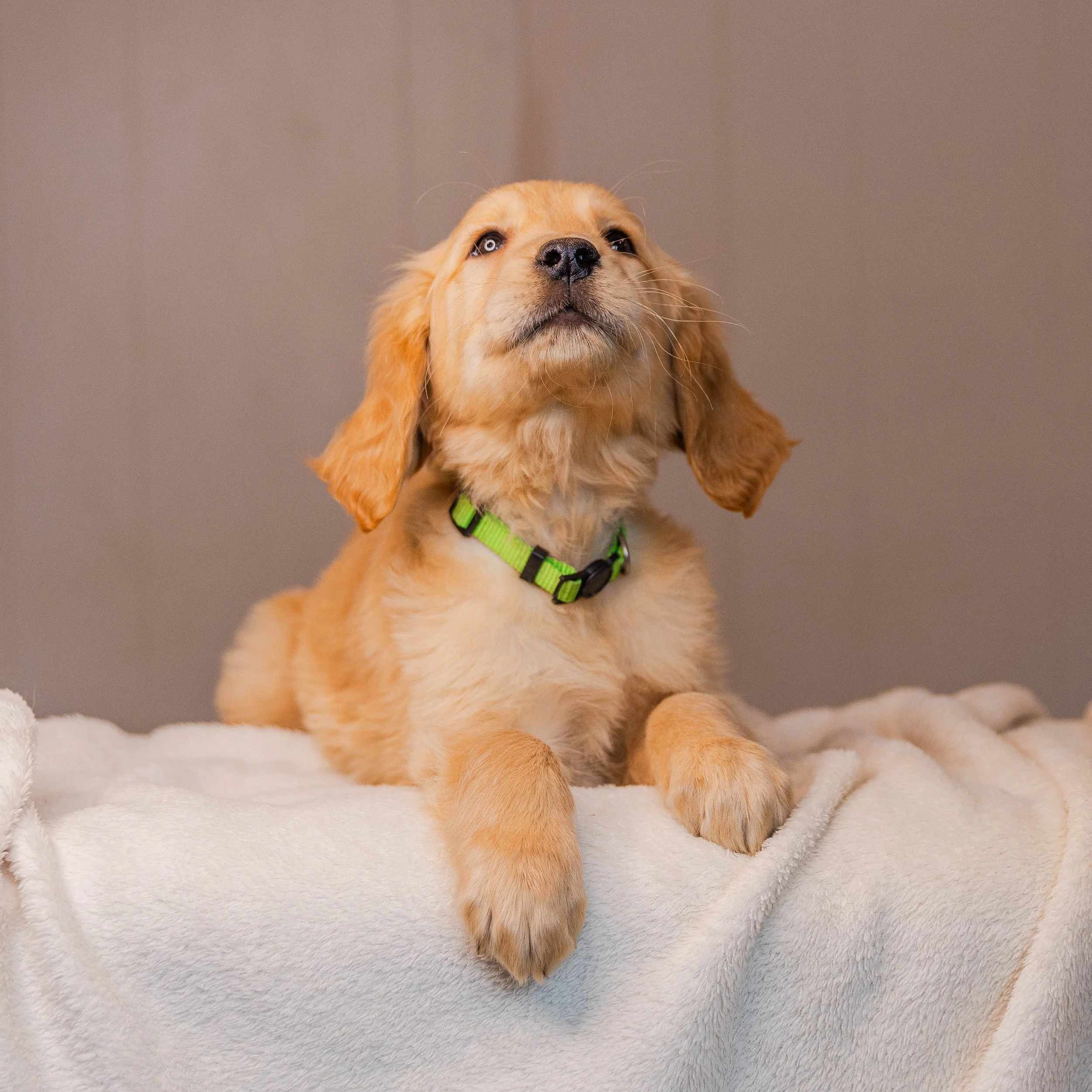 A golden retriever puppy with floppy ears and a collar lying on a white blanket.