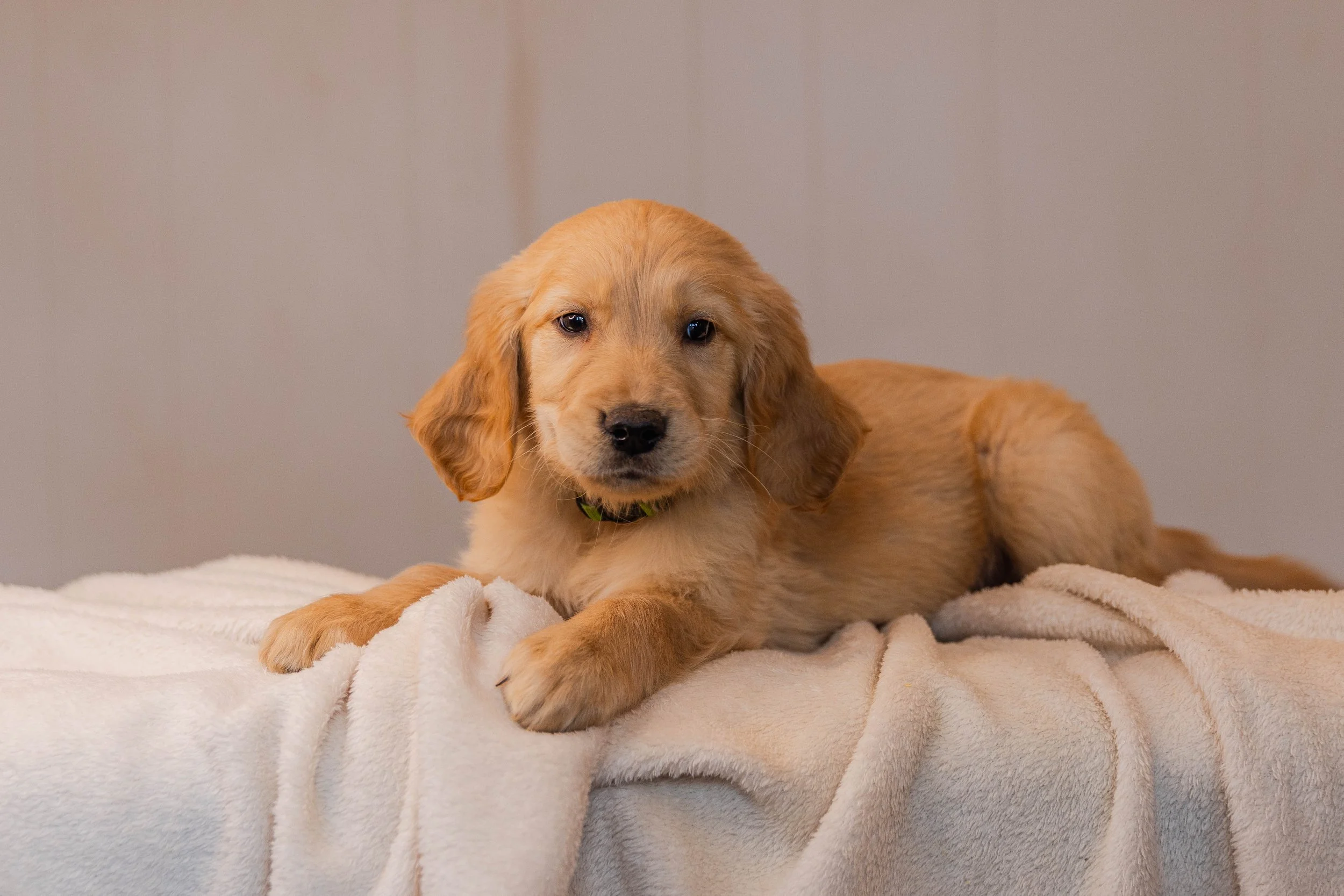A adorable golden retriever puppy lying on a soft white blanket, looking into the camera with a gentle expression.