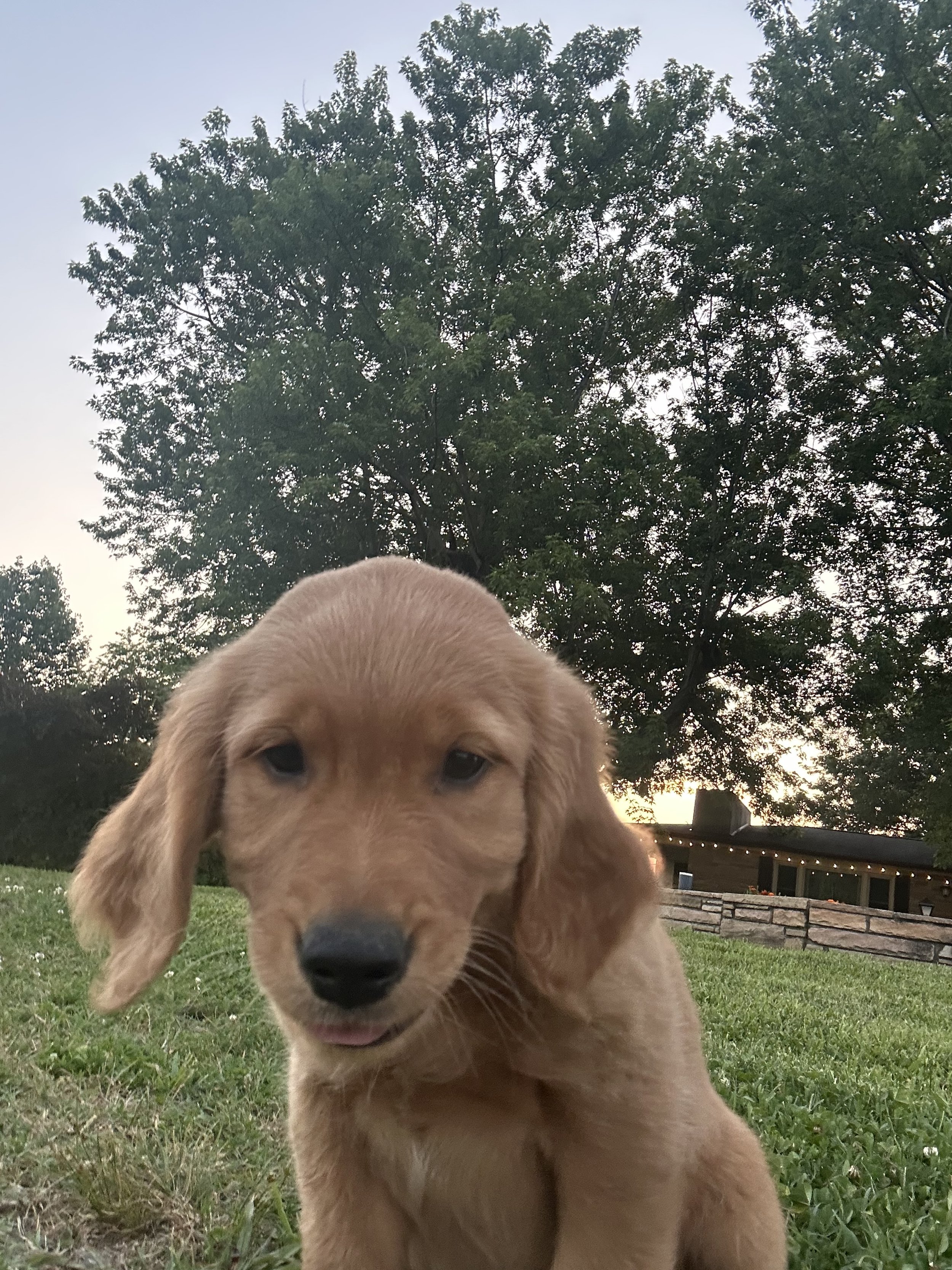 Close-up of a tan puppy with floppy ears and a black nose sitting on grass with trees and a house in the background during sunset.