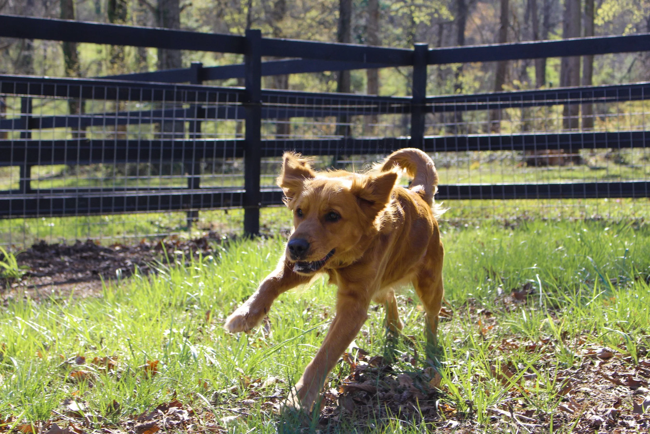 Golden retriever puppy running through a grassy yard with a black wooden fence and trees in the background