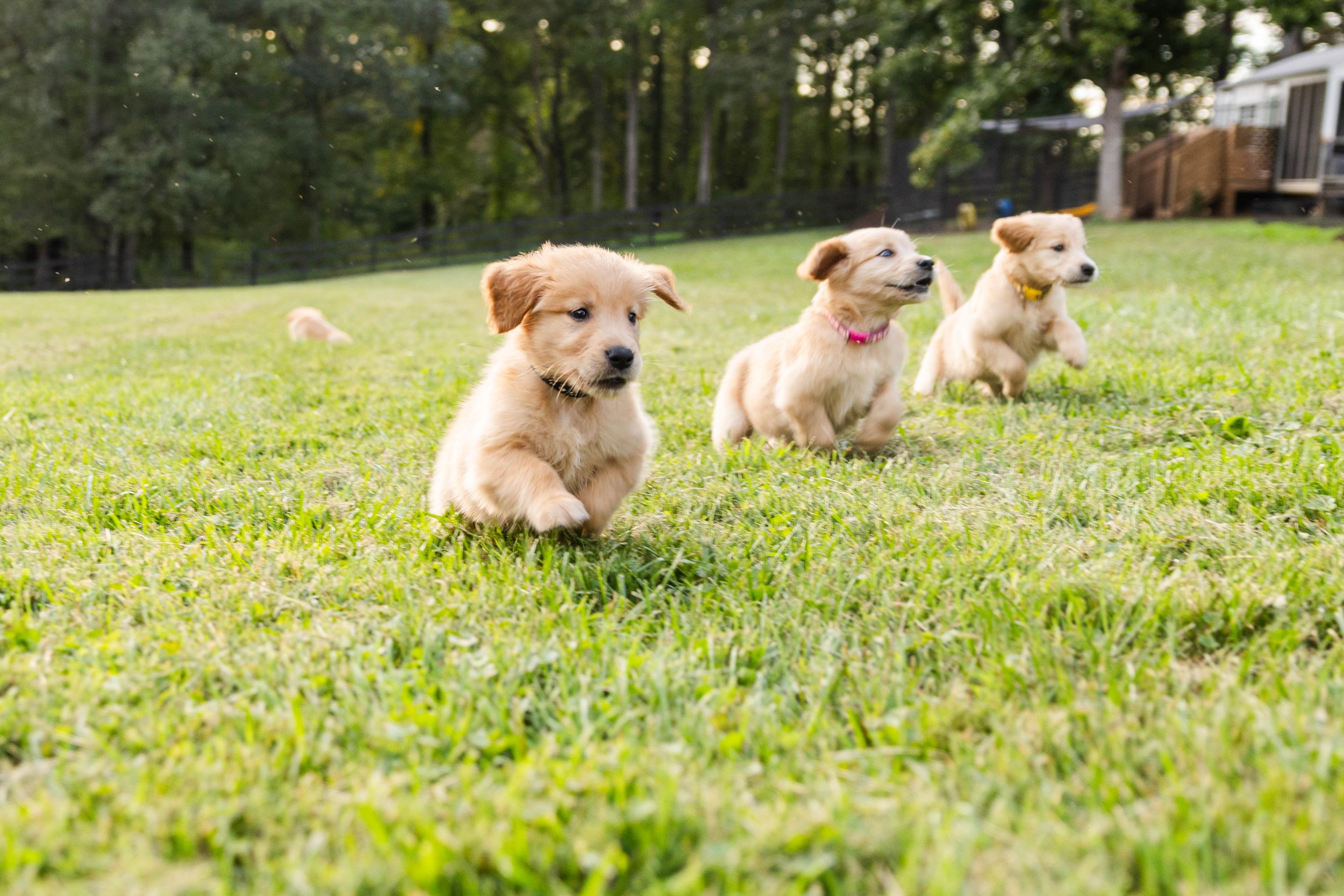 Four adorable golden retriever puppies running in a grassy backyard with trees and a house in the background.