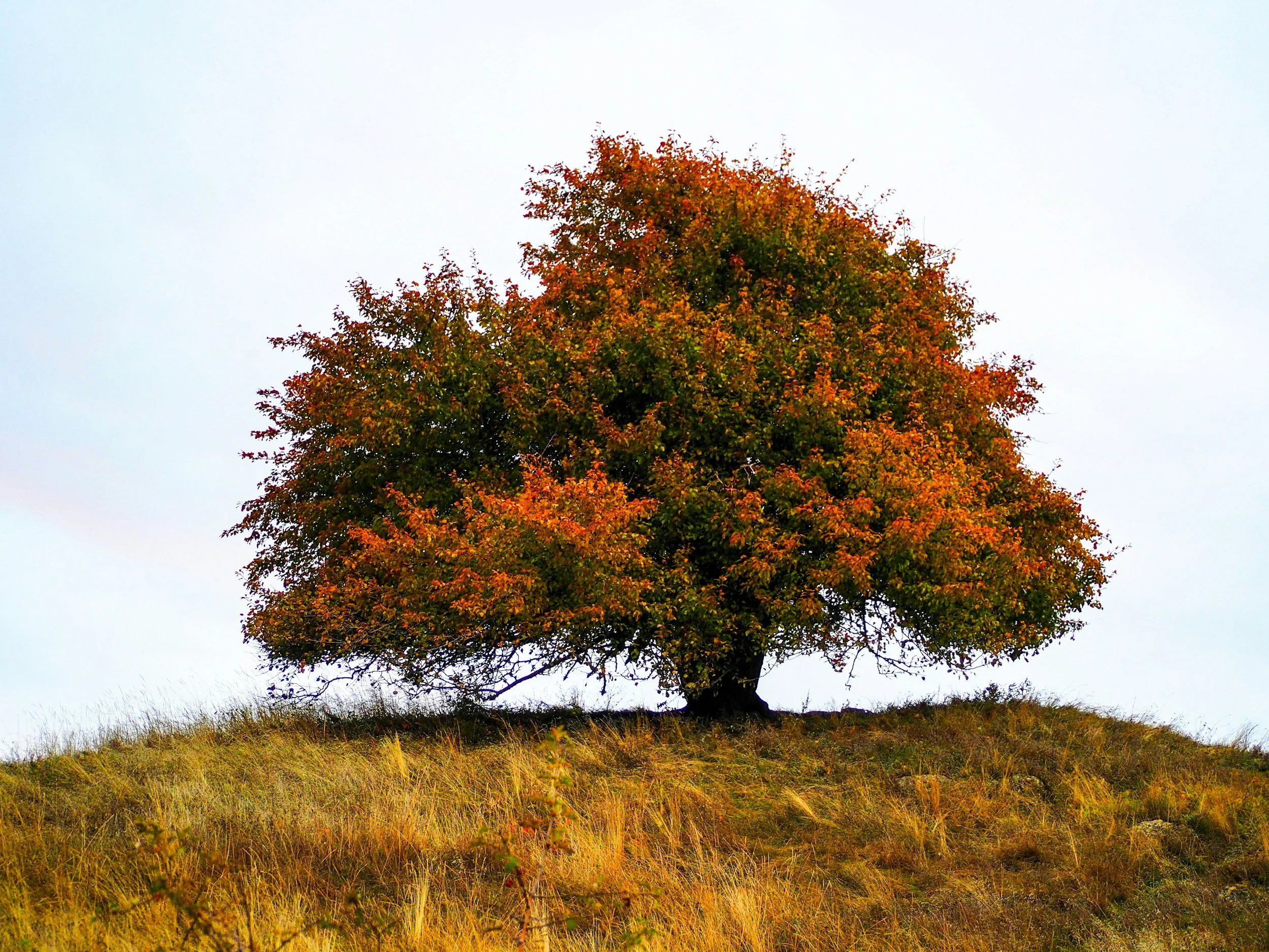 A tree with orange and red autumn leaves stands alone on a grassy hill against a pale, overcast sky.