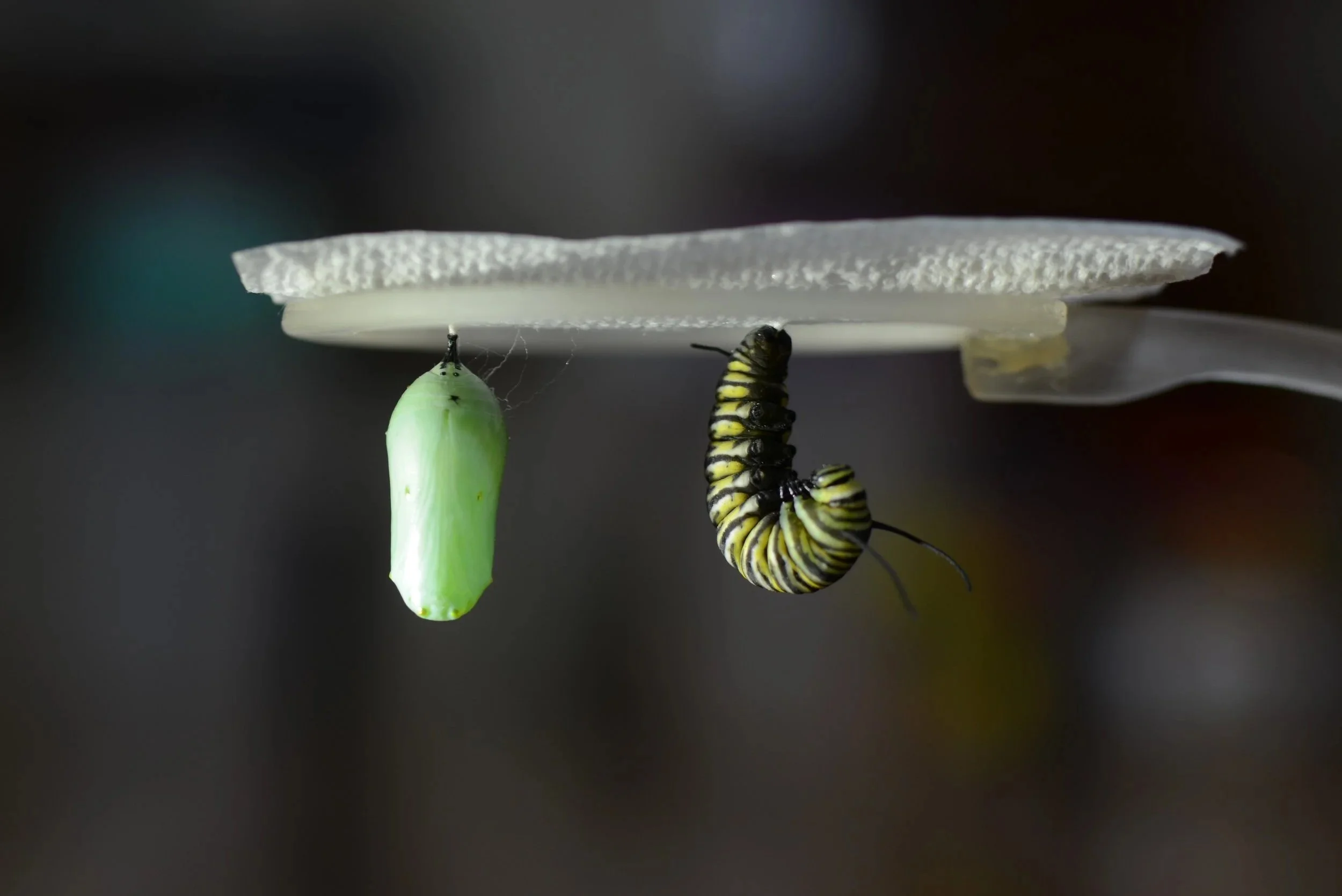 metamorphosis