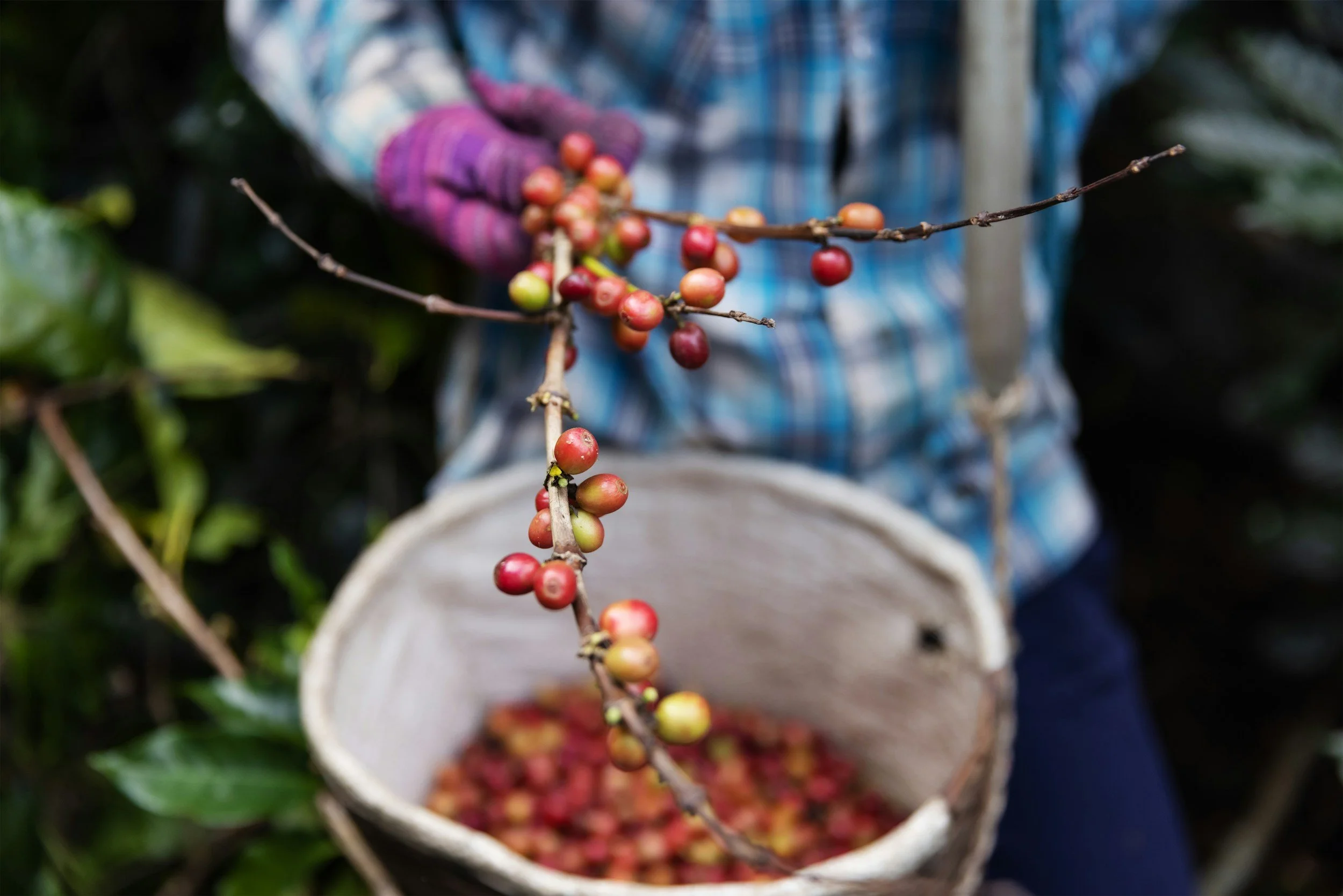 Mi Bebee sources and supplies the finest Kenyan coffee, directly from our family farms in Central Kenya. Whether for espresso, filter, or pour-over, our farm-to-cup coffee brings you the true essence of Kenya.