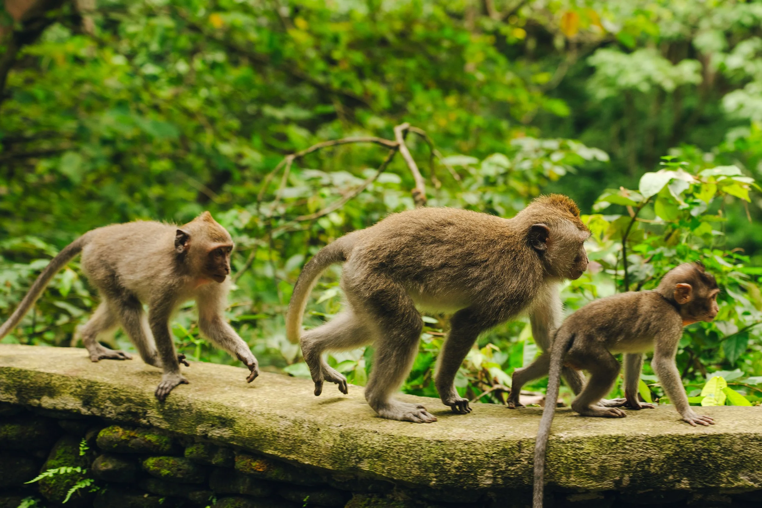 A group of monkeys walking in a line on a wooden log in a lush green forest.