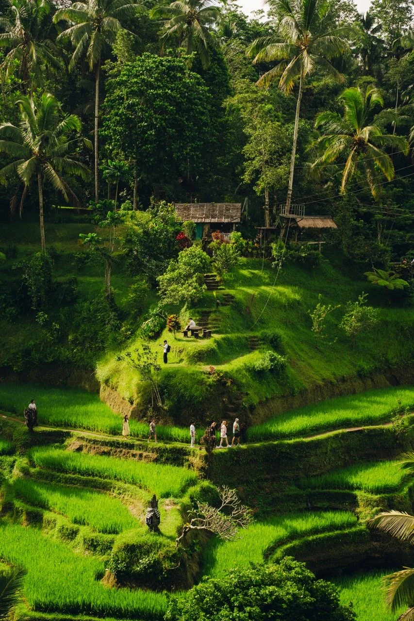 Lush green terraced rice fields with small walking paths, surrounded by dense tropical trees and palms, with a few people exploring the area.