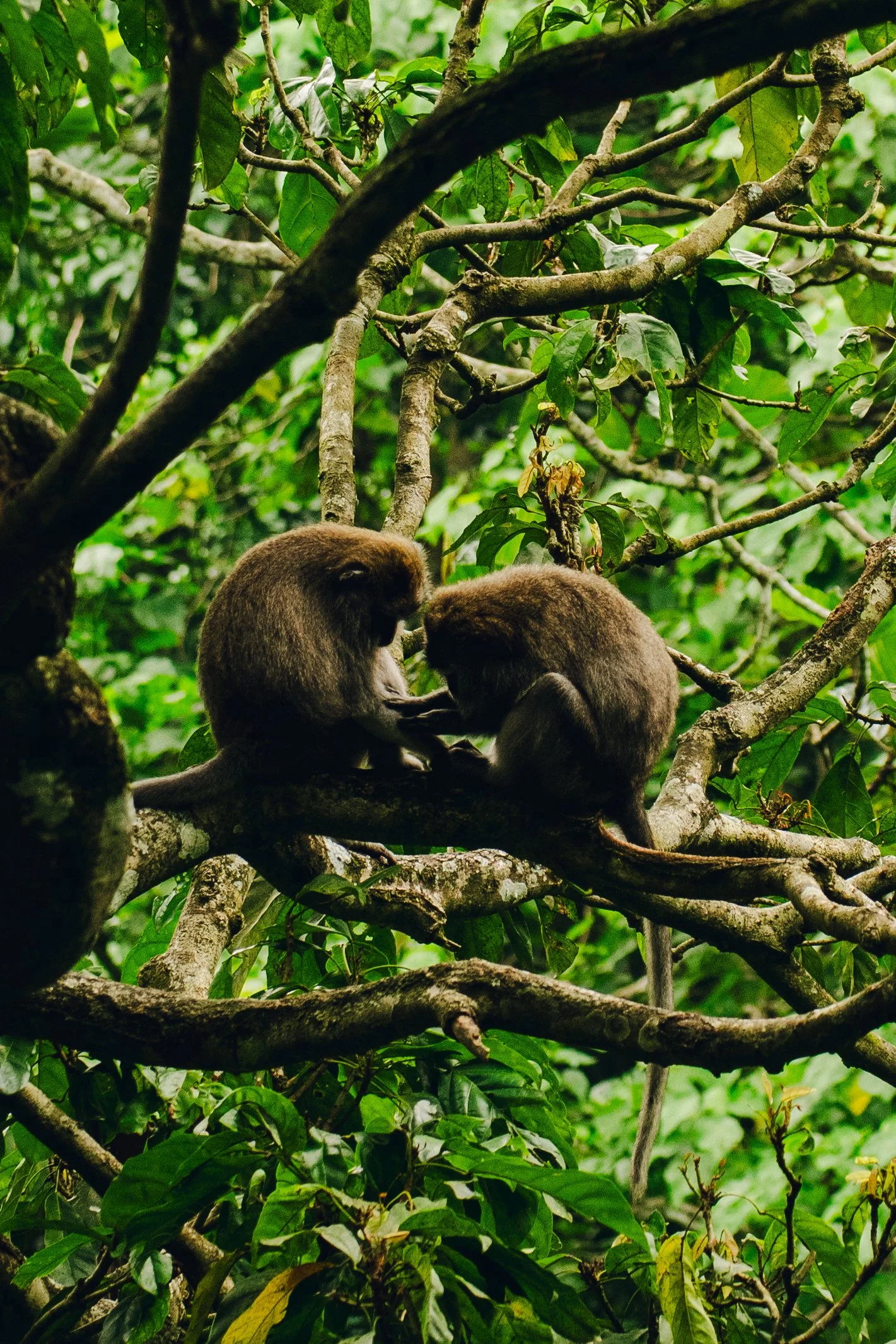 Two monkeys sitting on tree branches surrounded by dense green foliage in a jungle environment.