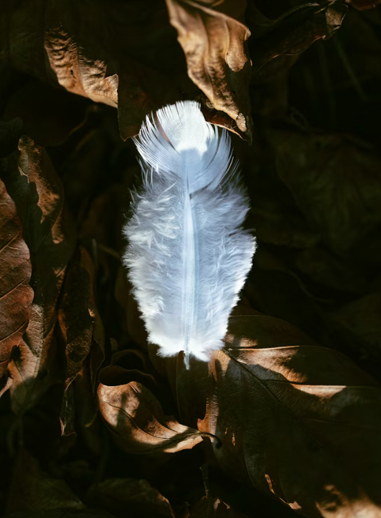 Las Almas Maestras en la Transición