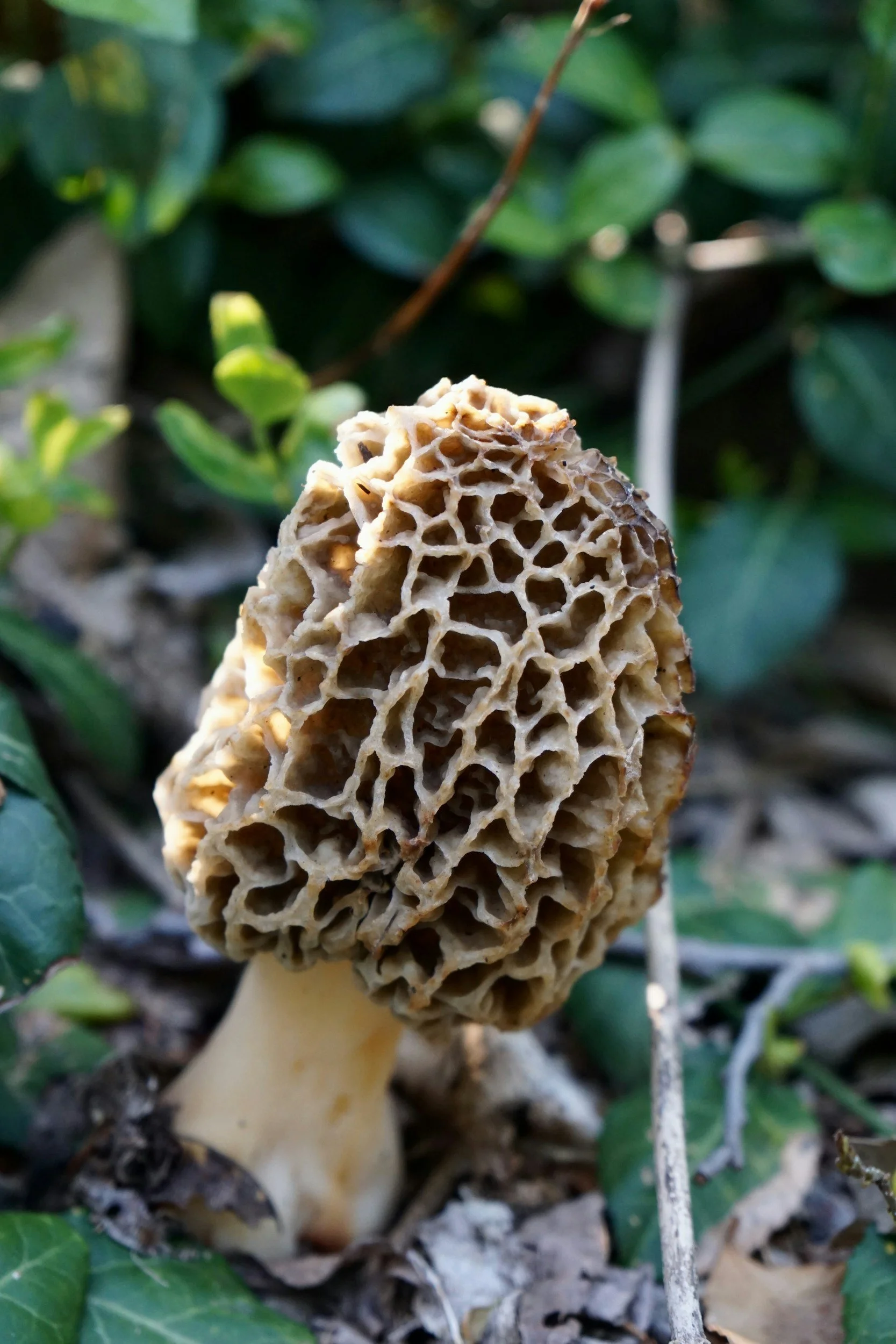Wenig erkennbare Pilz mit veralteter, gitterartiger Oberfläche in der freien Natur.