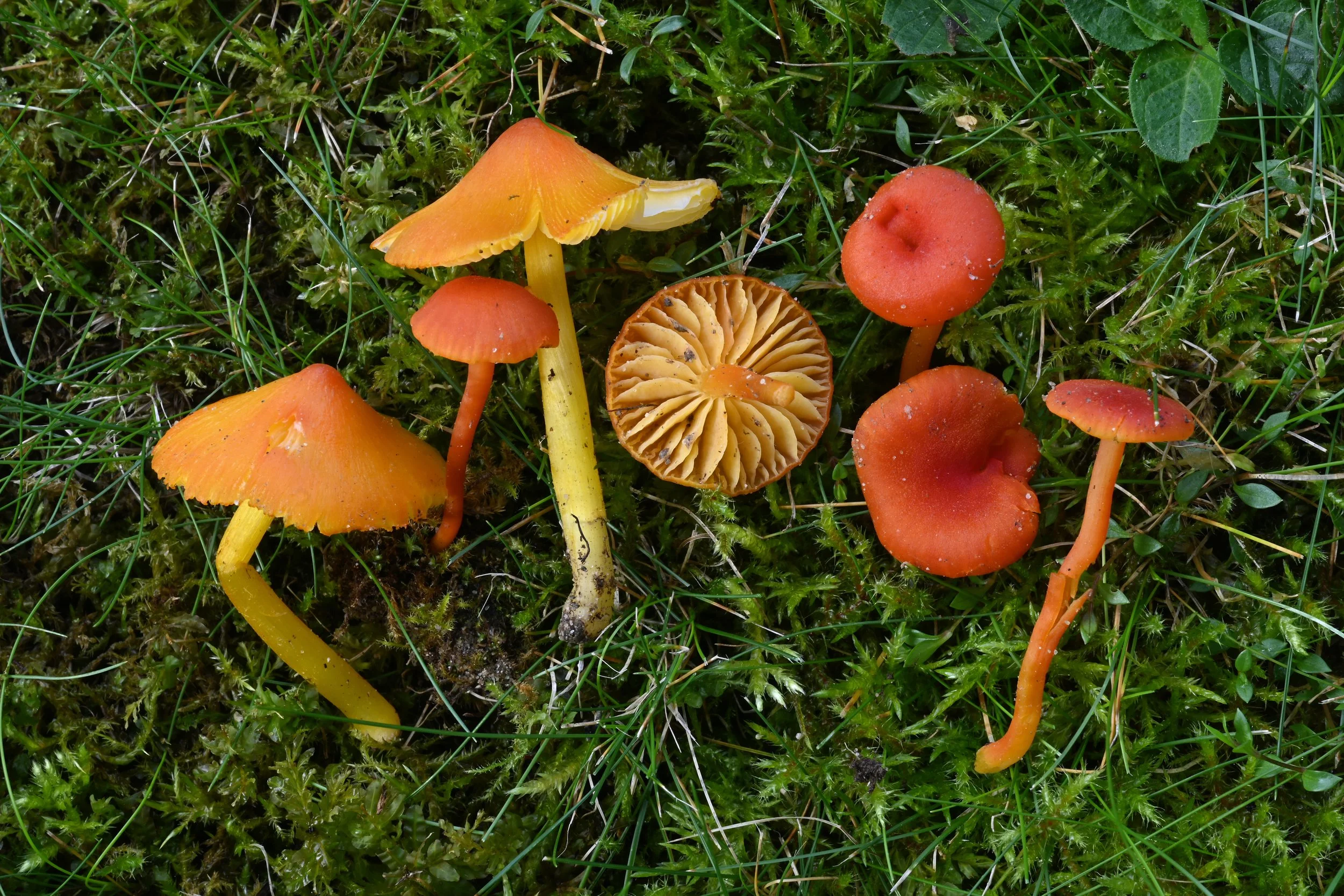 Verschiedene Pilze auf einer moosbedeckten Wiese, darunter orangefarbene und braune Pilze mit unterschiedlichen Formen und Größen.
