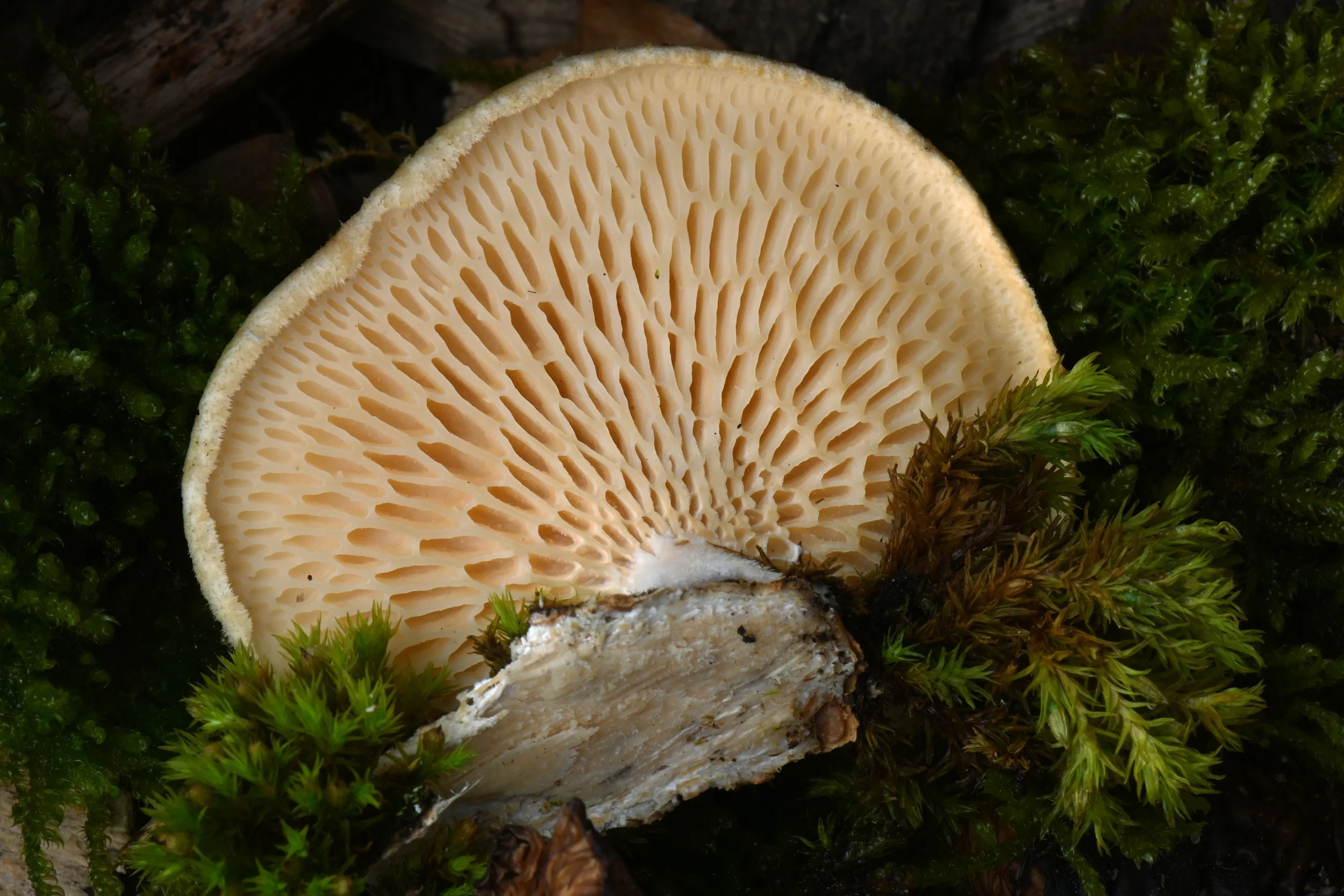 Nahaufnahme eines braunen, essbaren Pilzes, der auf moosbedecktem Waldboden liegt, mit sichtbarer, gitterartiger Unterseite.