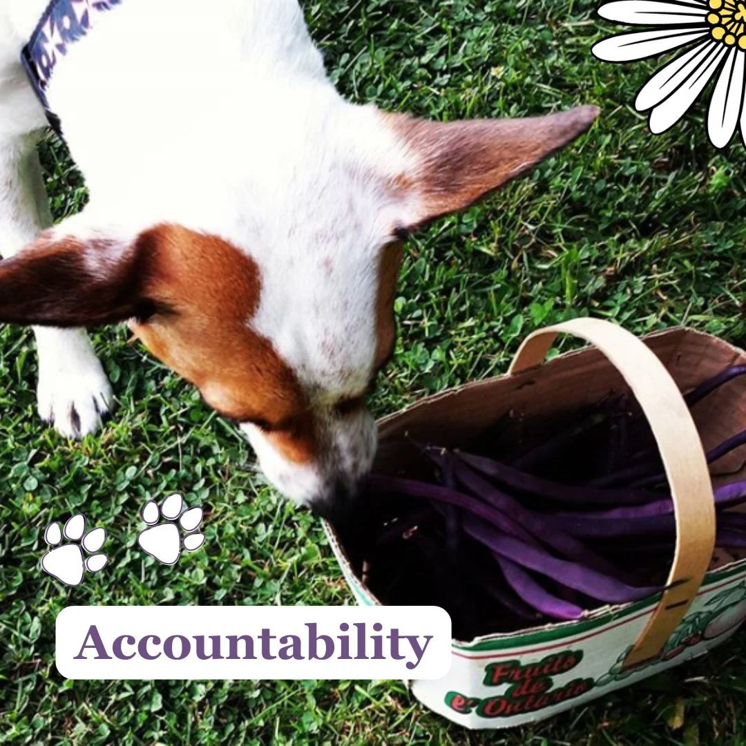 Accountability 💕🐾

Another core value of mine is accountability.
☑ the fact or condition of being accountable; responsibility

This is an extremely important value as a dog trainer because the dog training industry is unregulated.  By becoming cert