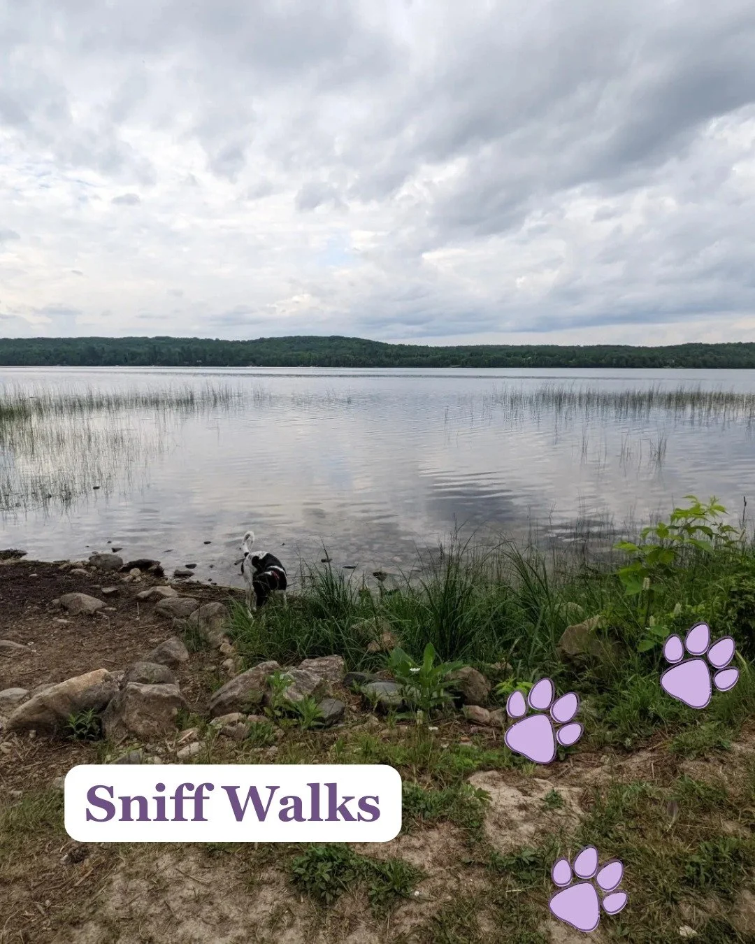 Sniff Walks 💕🐾

Typically walking our dogs is used as a form of exercise, socializing and a chance for our dog to have the chance to go to the bathroom.

Did you know that a shorter, less intense, walk that allows your dog to use their nose may als