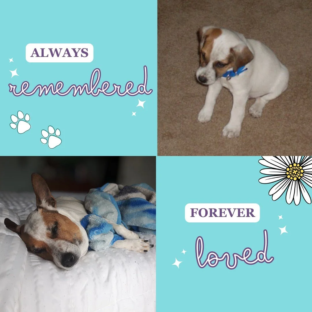 Always remembered, forever loved 💕🐾

Stewie | August 30th, 2008 - May 4th, 2019

Happy Birthday Stewie 🎈
My first fur baby 💘

Stewie taught me so much about dogs and started me on my dog training journey.
As a Jack Russell Terrier he was extremel