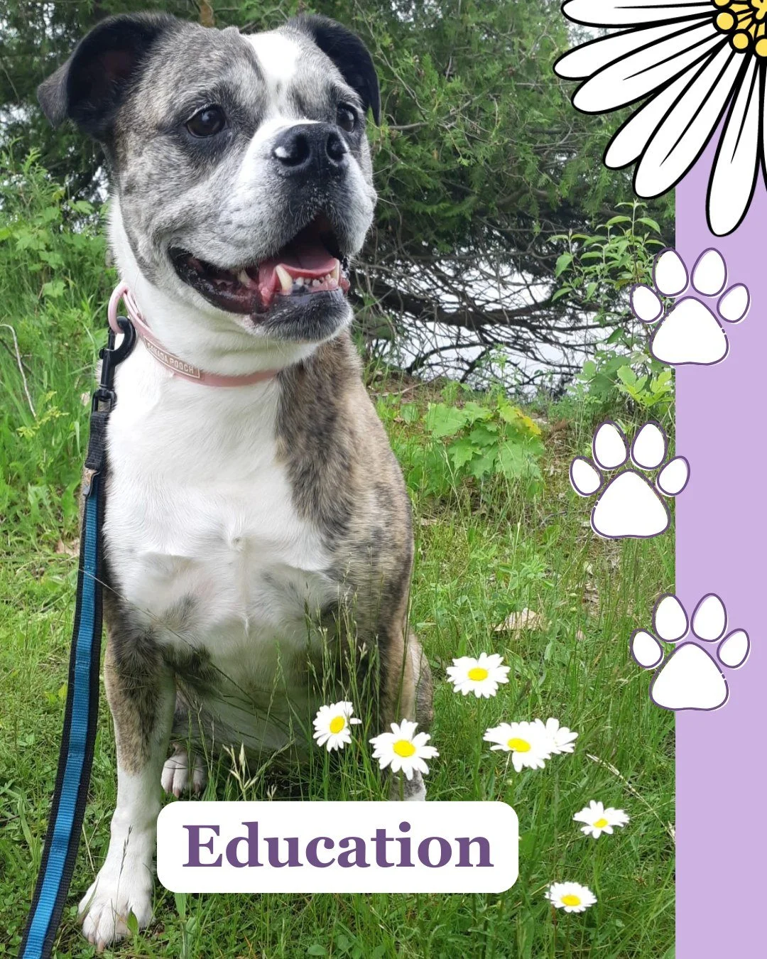 Education 💕🐾

Possibly my most important core value; Education.
☑ the process of receiving or giving systematic instruction, especially at a school or university.
☑ an enlightening experience.

For many of us this week, we are going back to school 