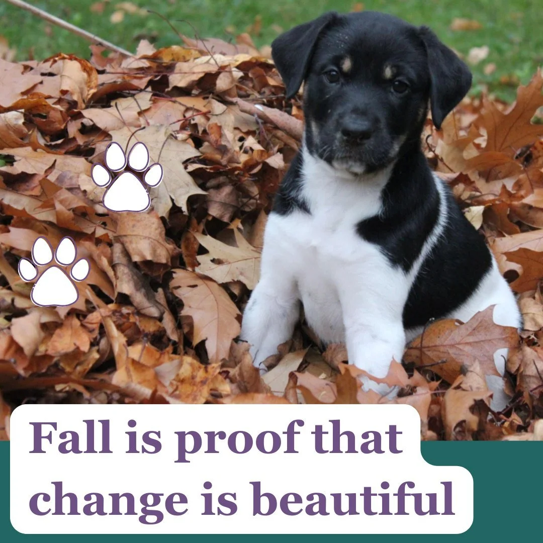 Fall is proof that change is beautiful 💕🐾

Here are a few safety tips to help keep your puppy/dog safe this autumn season. 🍂

🦟 Parasite &amp; Pest Prevention;  Talk with your veterinarian about parasite &amp; pest prevention specific to your loc