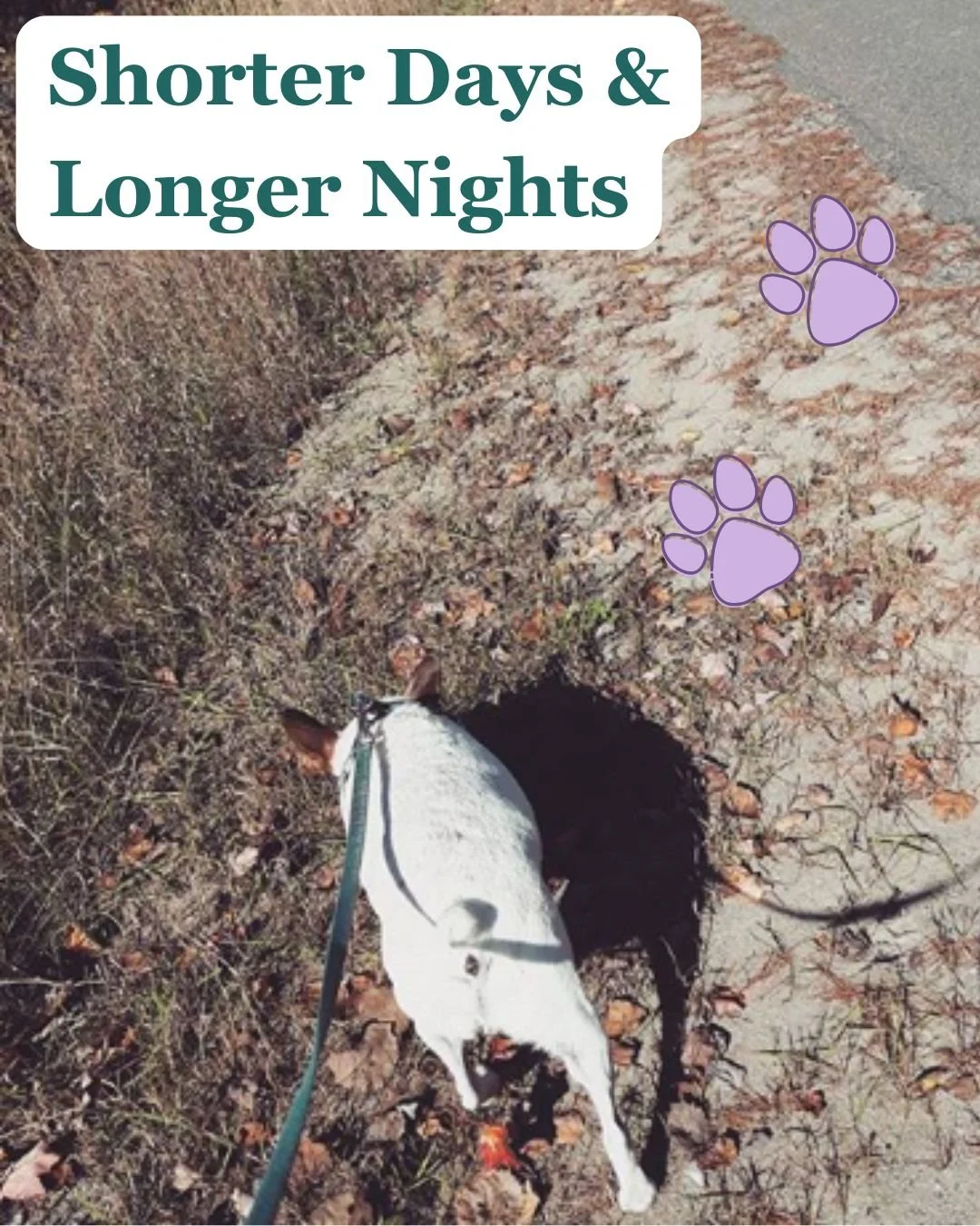 Shorter Days &amp; Longer Nights 💕🐾

Our pets may struggle as the amount of light throughout the day begins to decrease.  Just like with people, our pets may find it difficult to adjust as the typical lighting cues change by getting darker earlier.