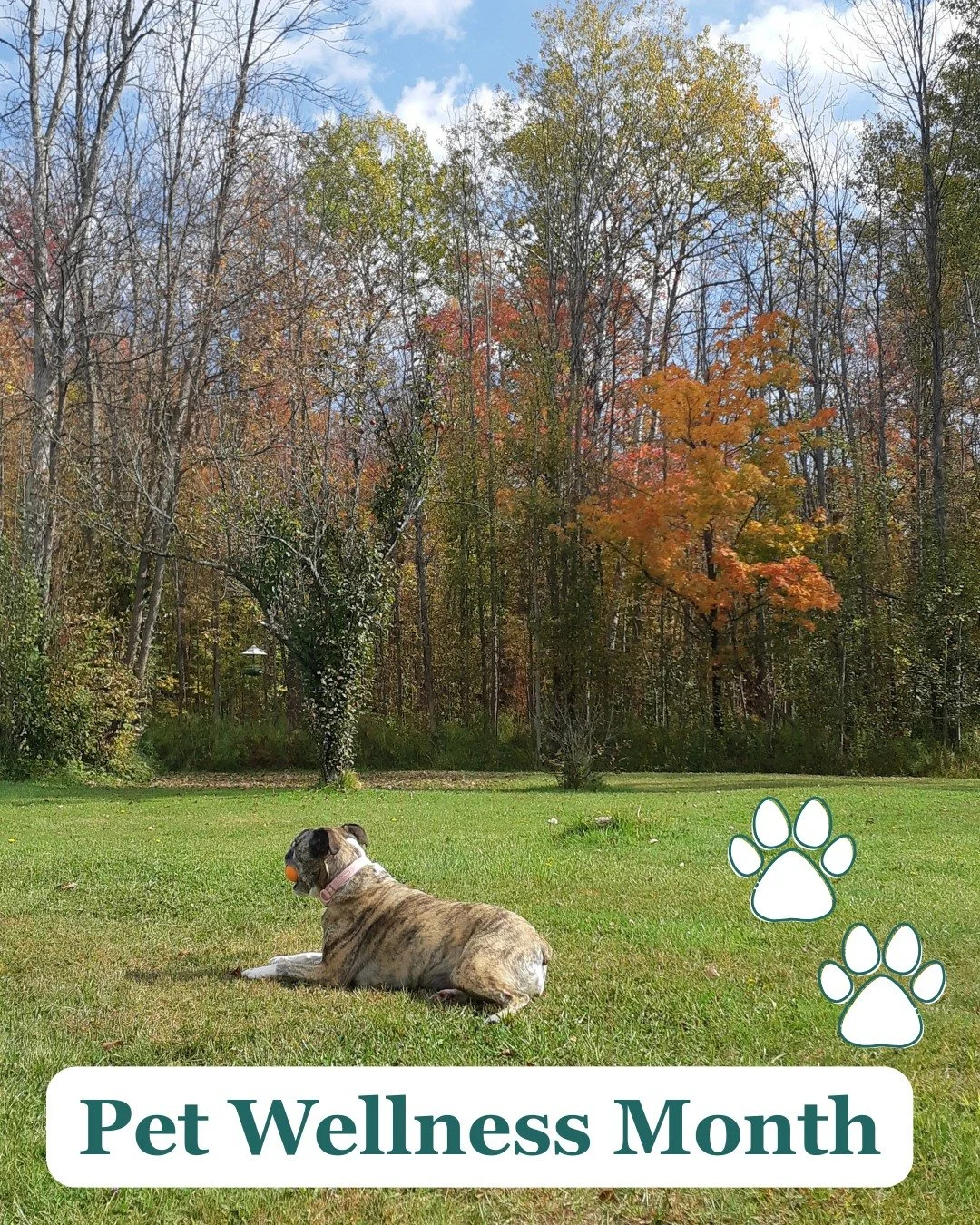 Pet Wellness Month 💕🐾

Just like people, our pets can develop an array of health problems throughout their lives.  Some animals will be born with chronic or acute conditions while others will acquire illness and injury throughout their lives.  Here